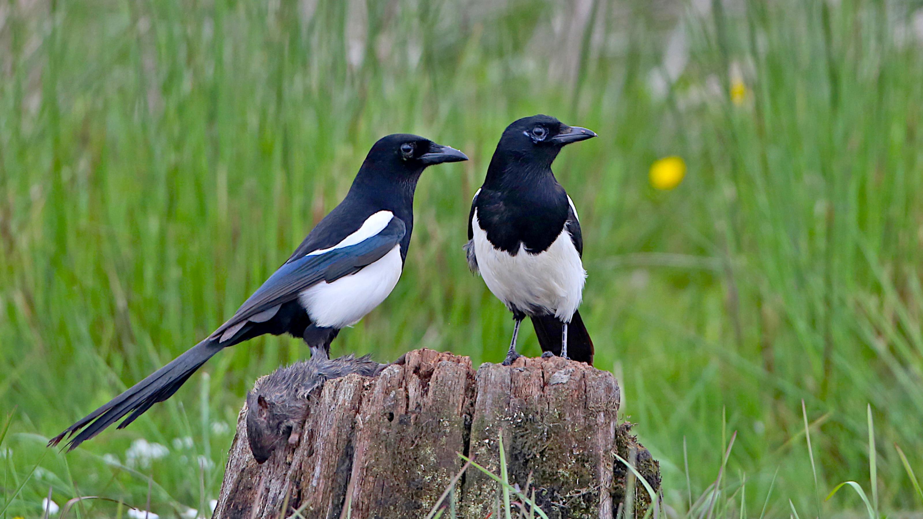 Zwei schwarz-weiß gefärbte Vögel sitzen auf einem Baumstamm, im Hintergrund ist eine grüne Wiese zu sehen. Auf dem Baumstamm liegt außerdem eine tote Ratte.