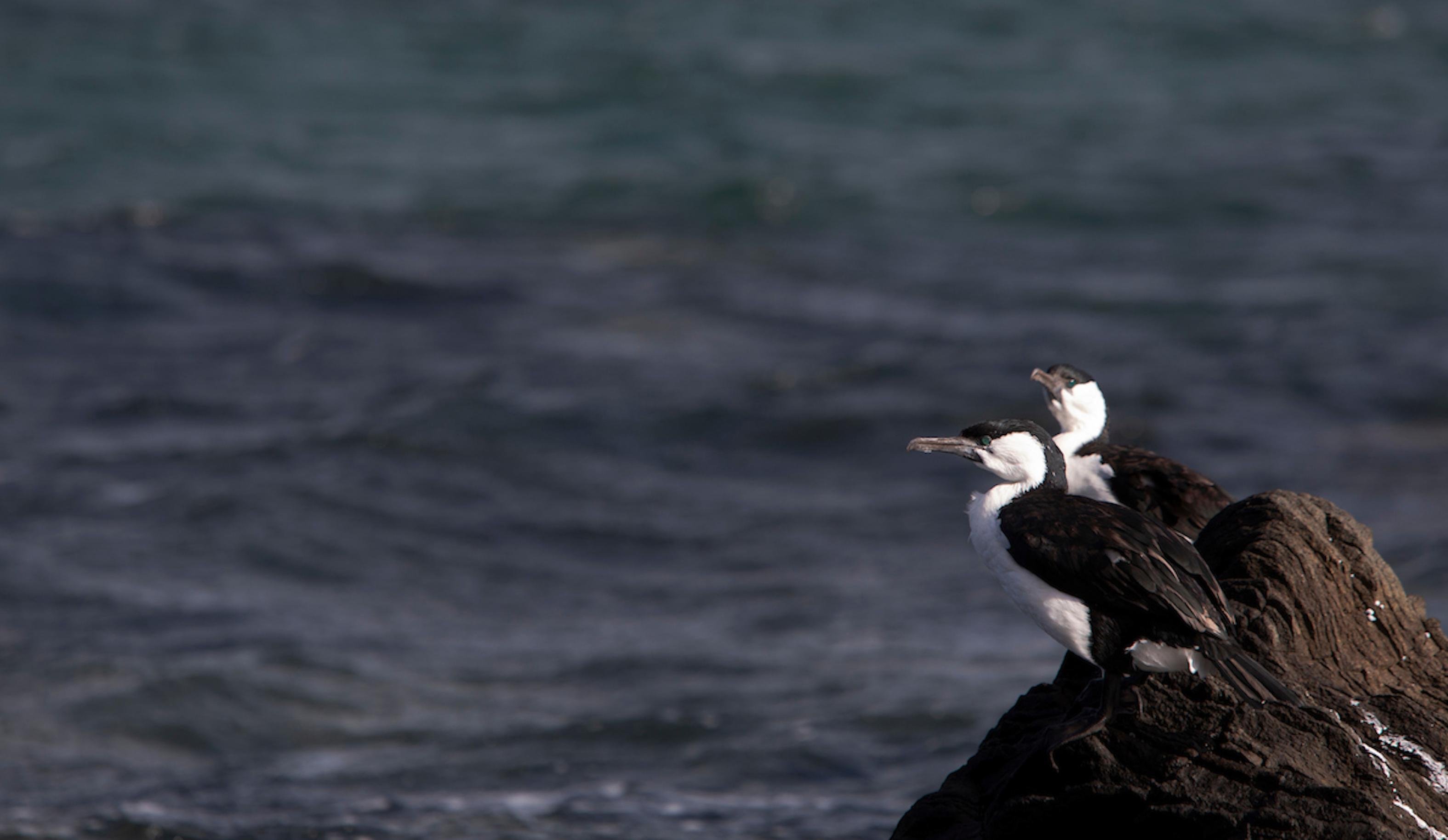 Ein Elsternscharben-Paar hockt auf den Felsen an der Küste in der Nähe von Tasmaniens Hauptstadt Hobart. Die Kromoran-Art hat ein schwarze Kappe, dunkle Rückenfedern und einen weißen Hals und Bauch.