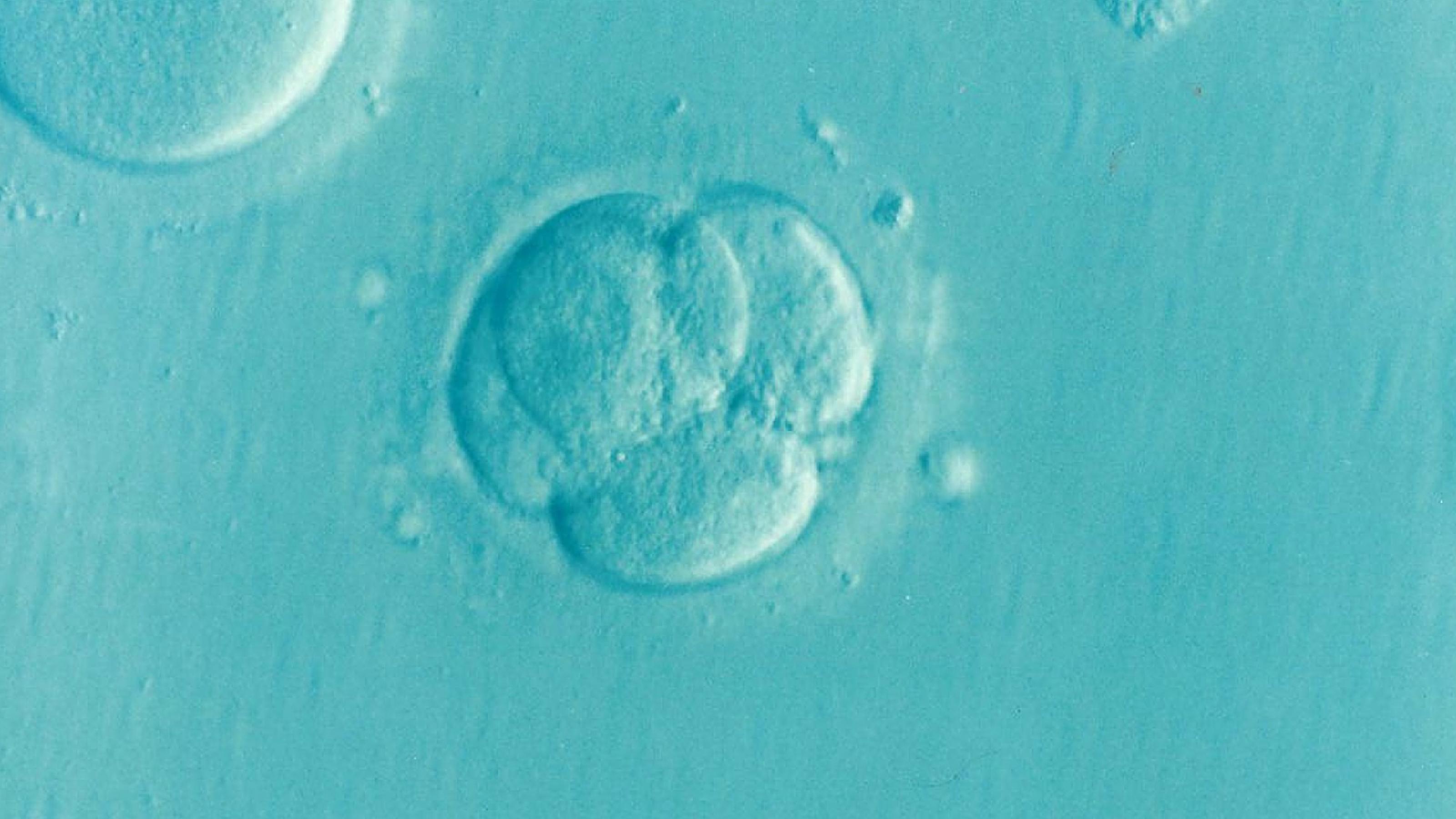 Menschlicher Embryo im Vier-Zell-Stadium.