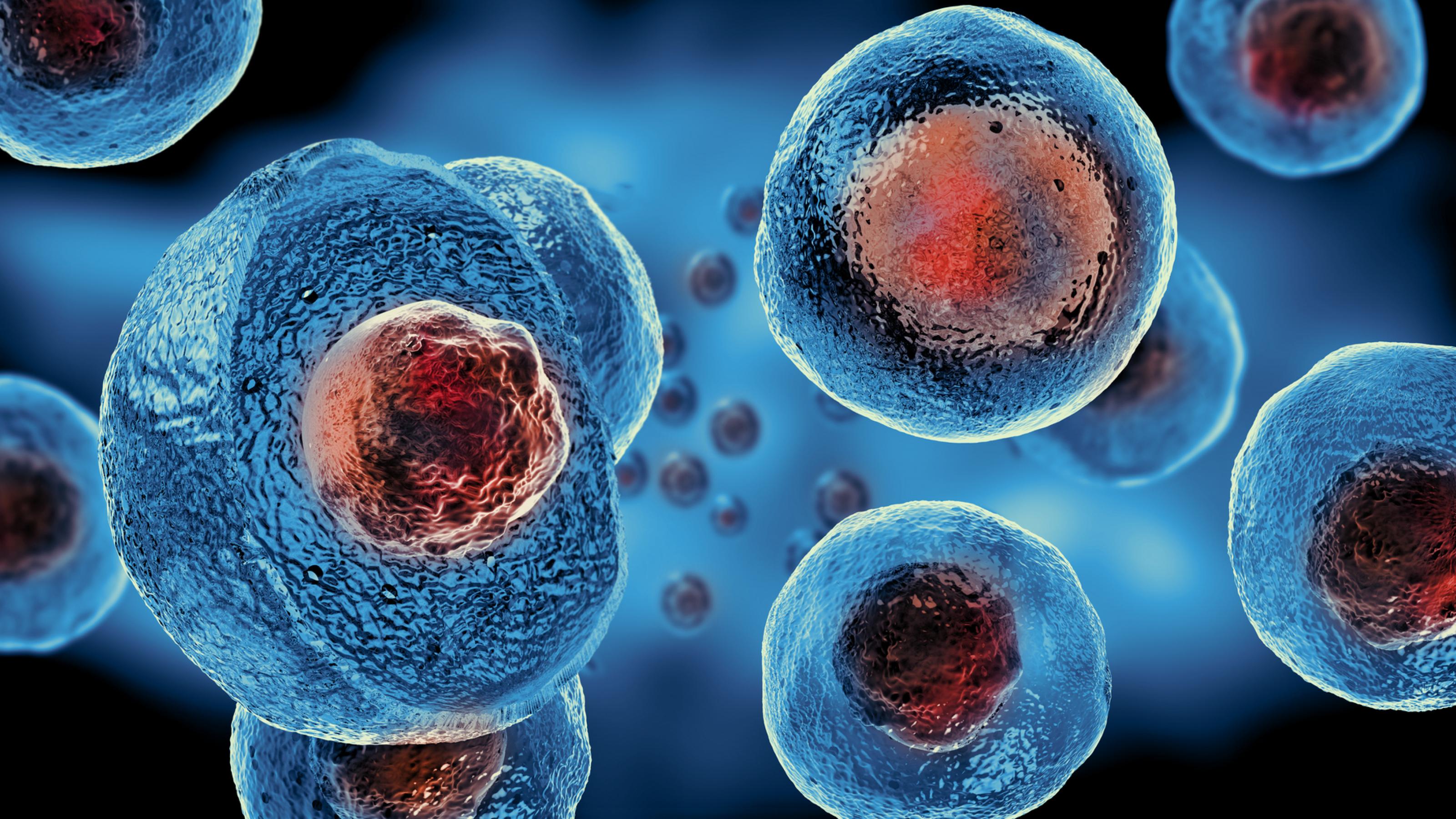 Eine Grafik zeigt mehrere runde, blau eingefärbte Zellen. Sie sind etwas durchsichtig, so dass ein rot gefärbter Zellkern hindurchscheint.