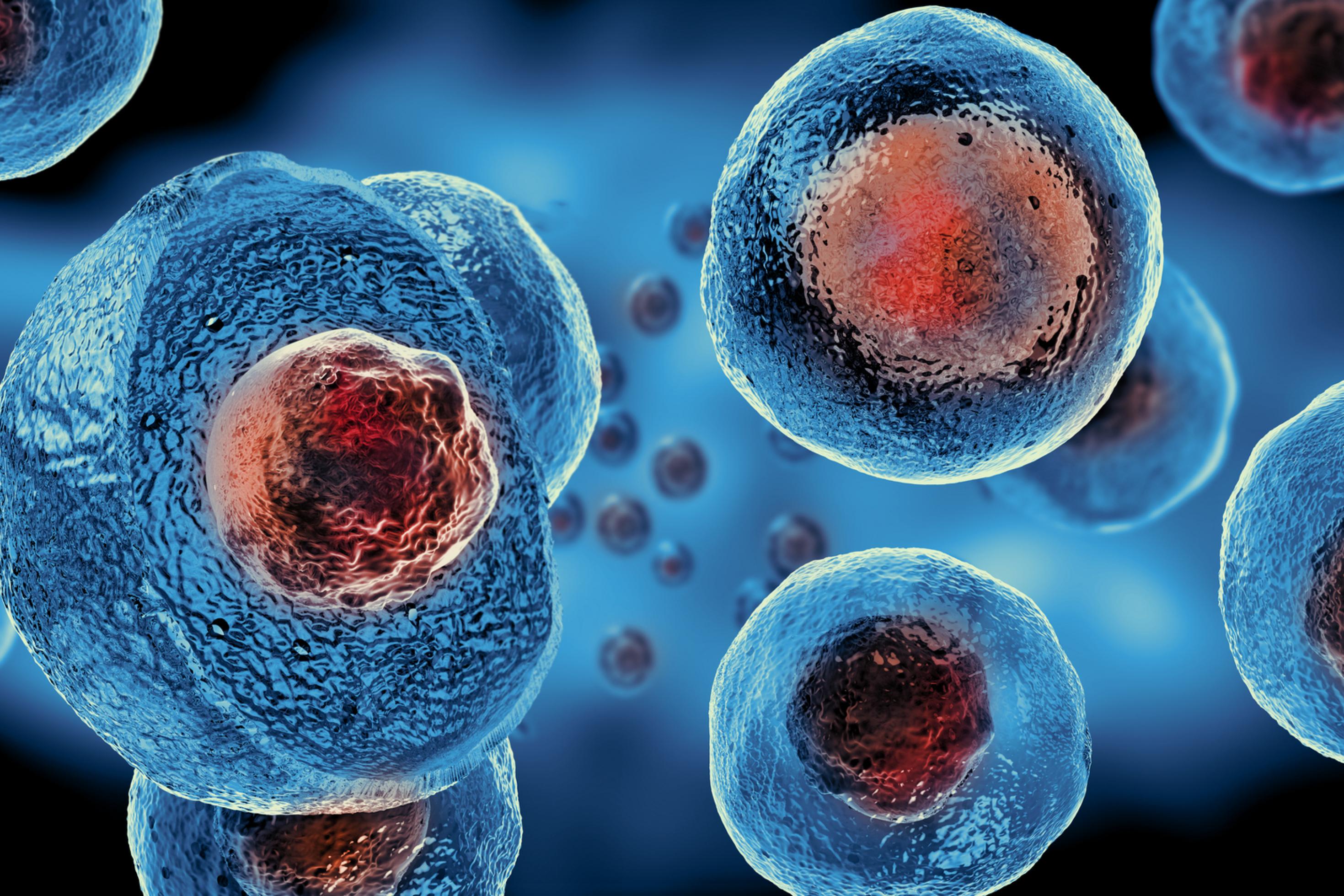Eine Grafik zeigt mehrere runde, blau eingefärbte Zellen. Sie sind etwas durchsichtig, so dass ein rot gefärbter Zellkern hindurchscheint.