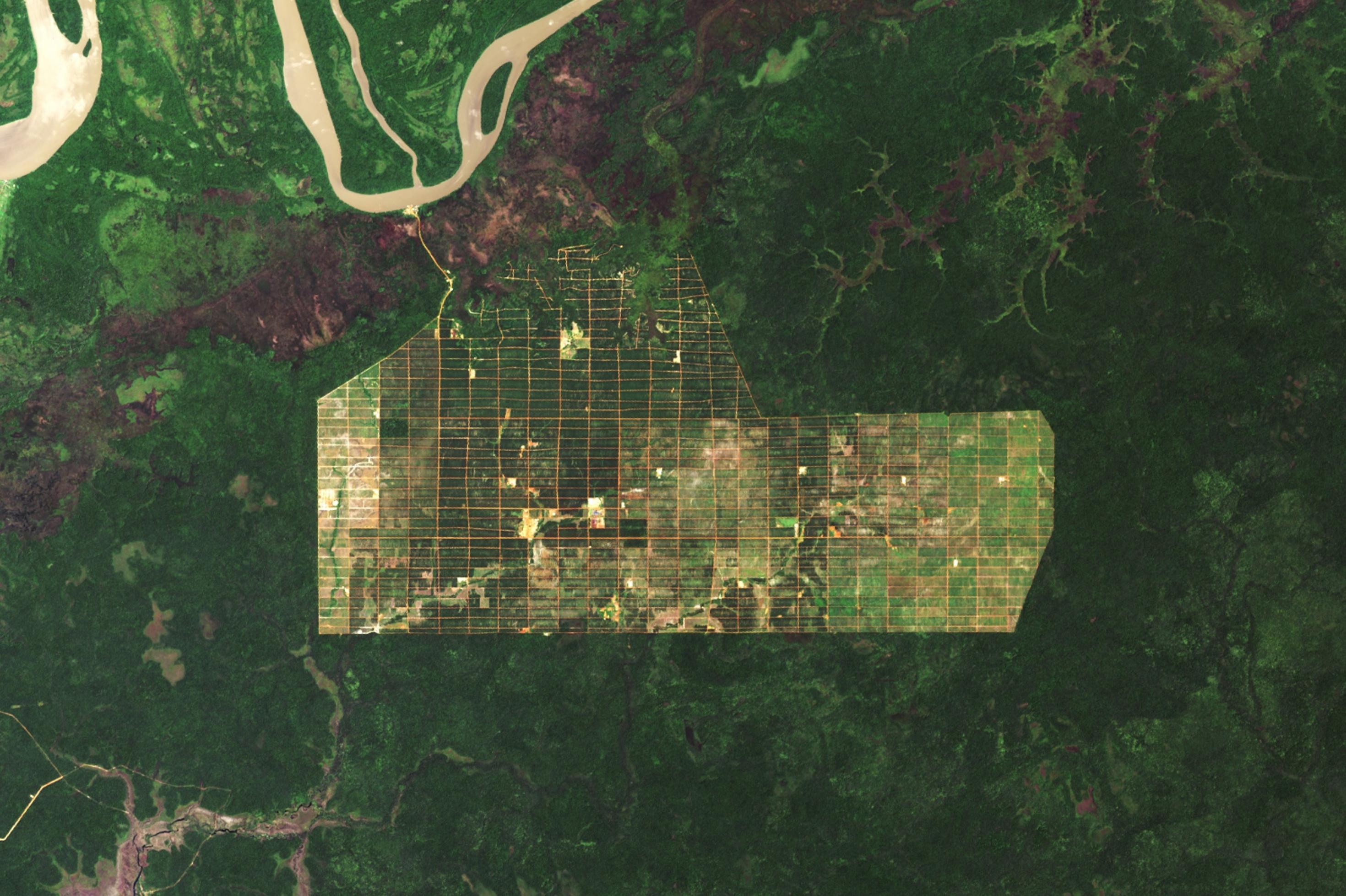 Das Satellitenbild zeigt eine grüne Regenwald-Landschaft samt Fluss, in deren Mitte eine Plantage angelegt wurde, die in Quadrate zerteilt ist.