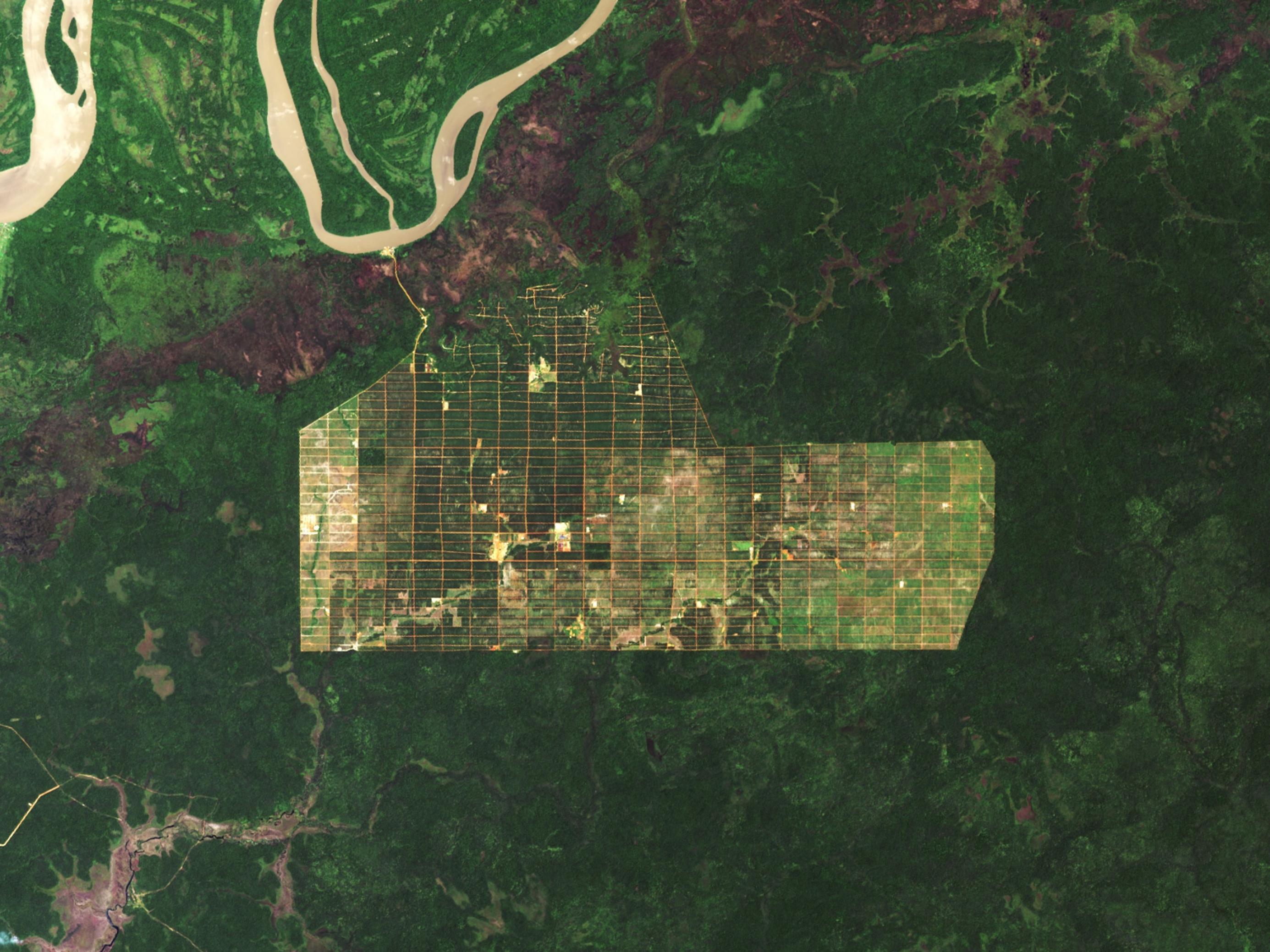Das Satellitenbild zeigt eine grüne Regenwald-Landschaft samt Fluss, in deren Mitte eine Plantage angelegt wurde, die in Quadrate zerteilt ist.