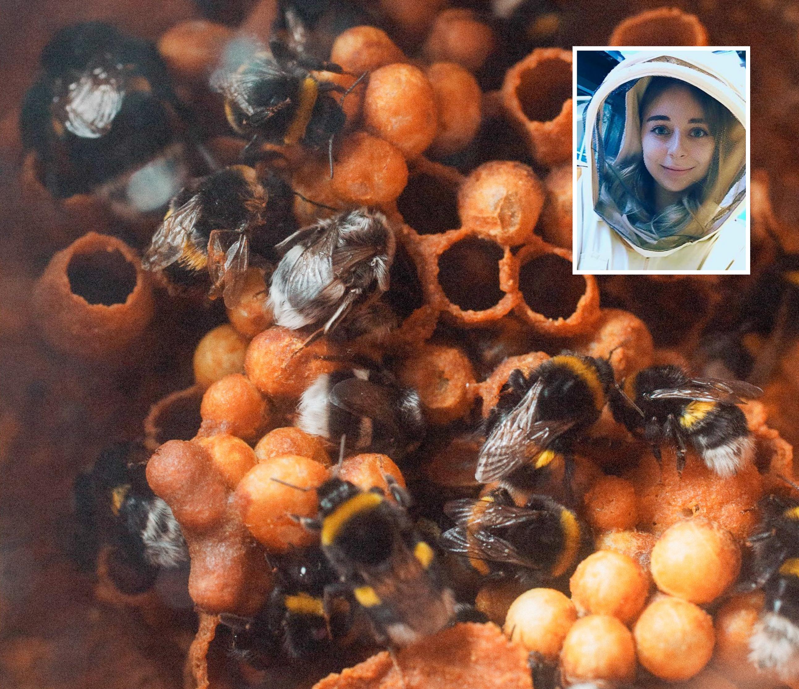 Bernsteinfarbene Wachsgebilde: Näpfchen und kuppelförmige Zellen. Ein eingelegtes Bild zeigt eine junge Frau mit einem Imkerhut über dem Kopf.