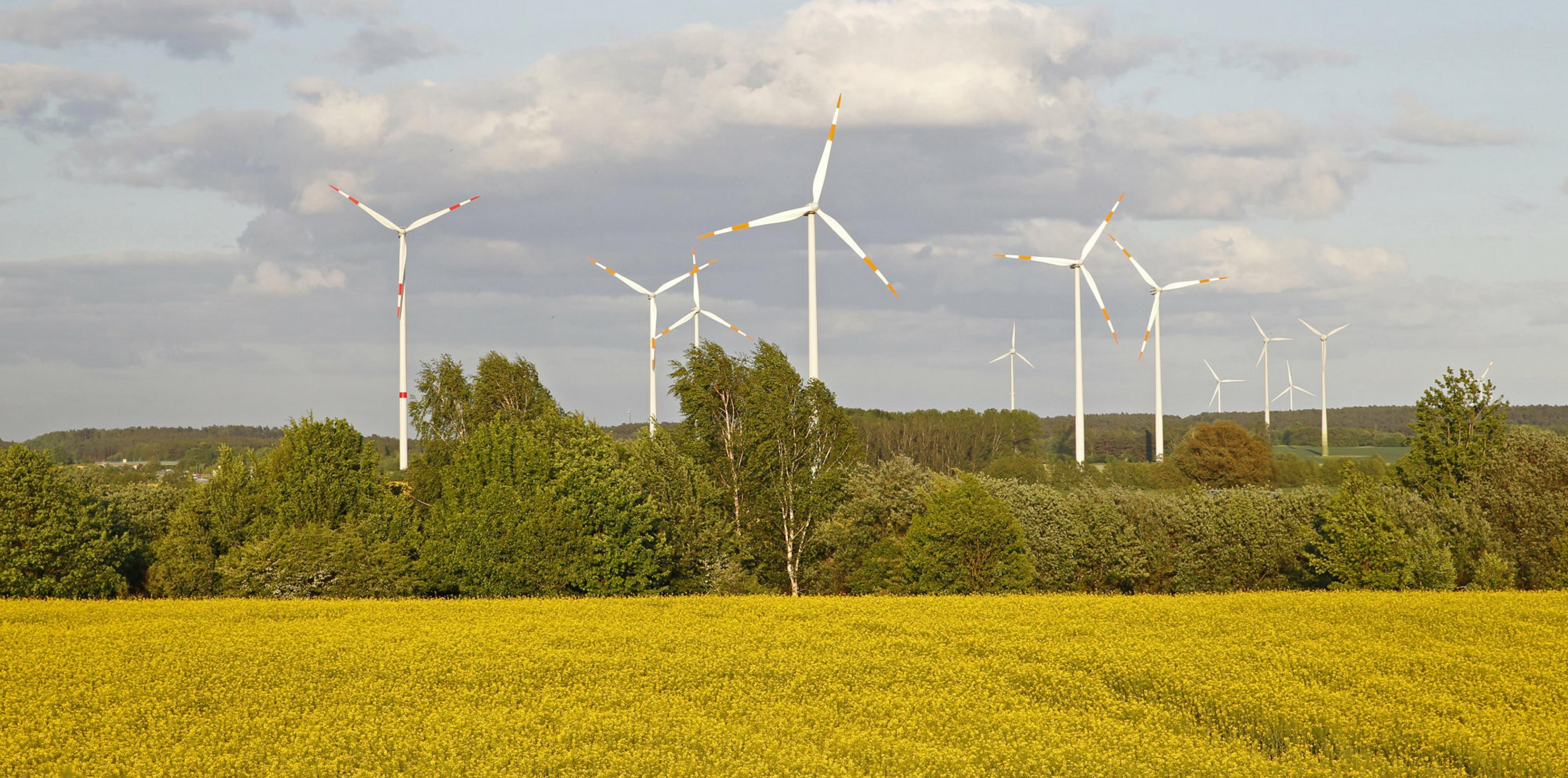 Das Bild zeigt eine brandenburgische Landschaft mit einem blühenden Rapsfeld und Windkraftanlagen.
