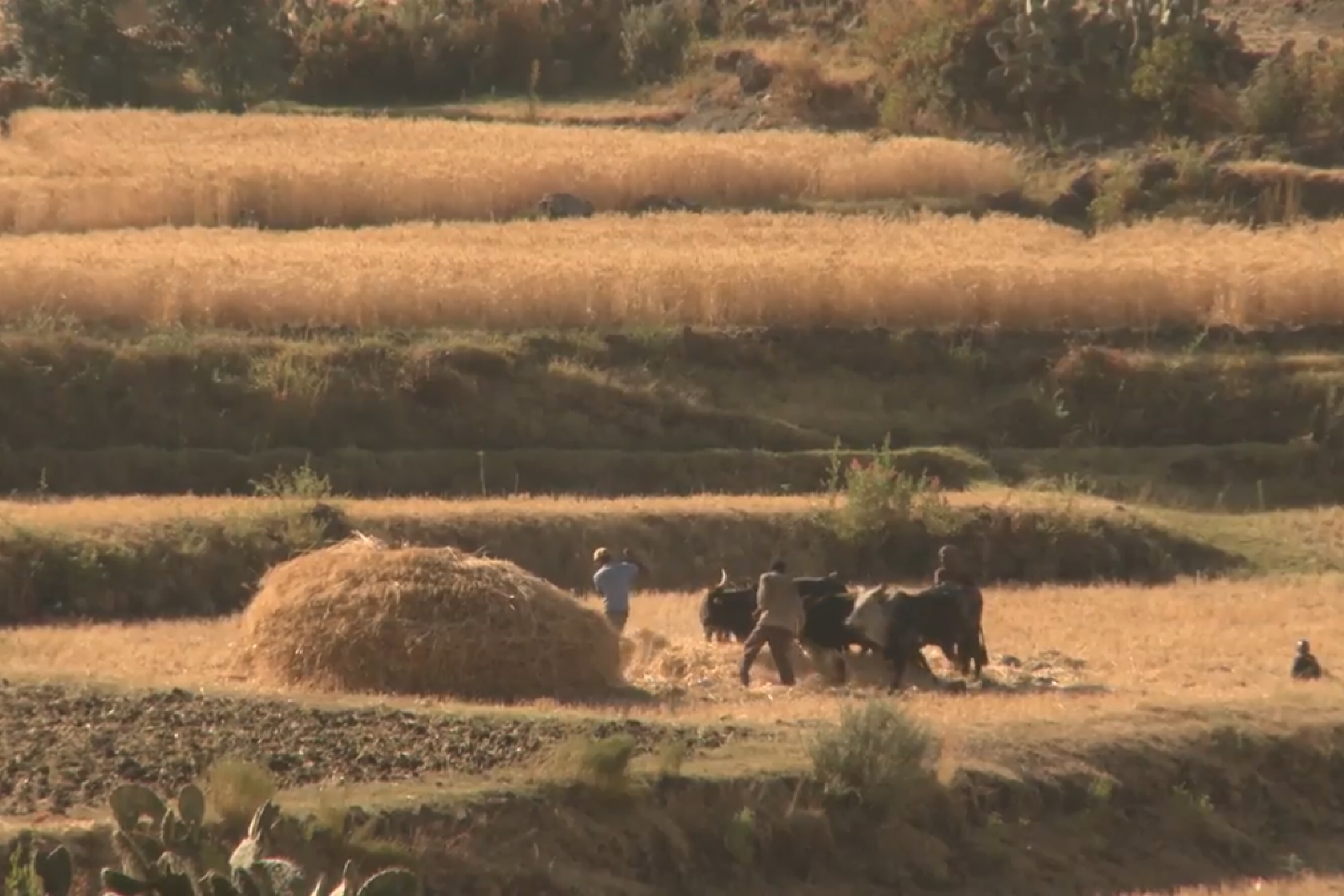 In einer hügeligen Landschaft in Äthiopien wird auf einem abgeernteten Feld Getreide mit Ochsen gedroschen.