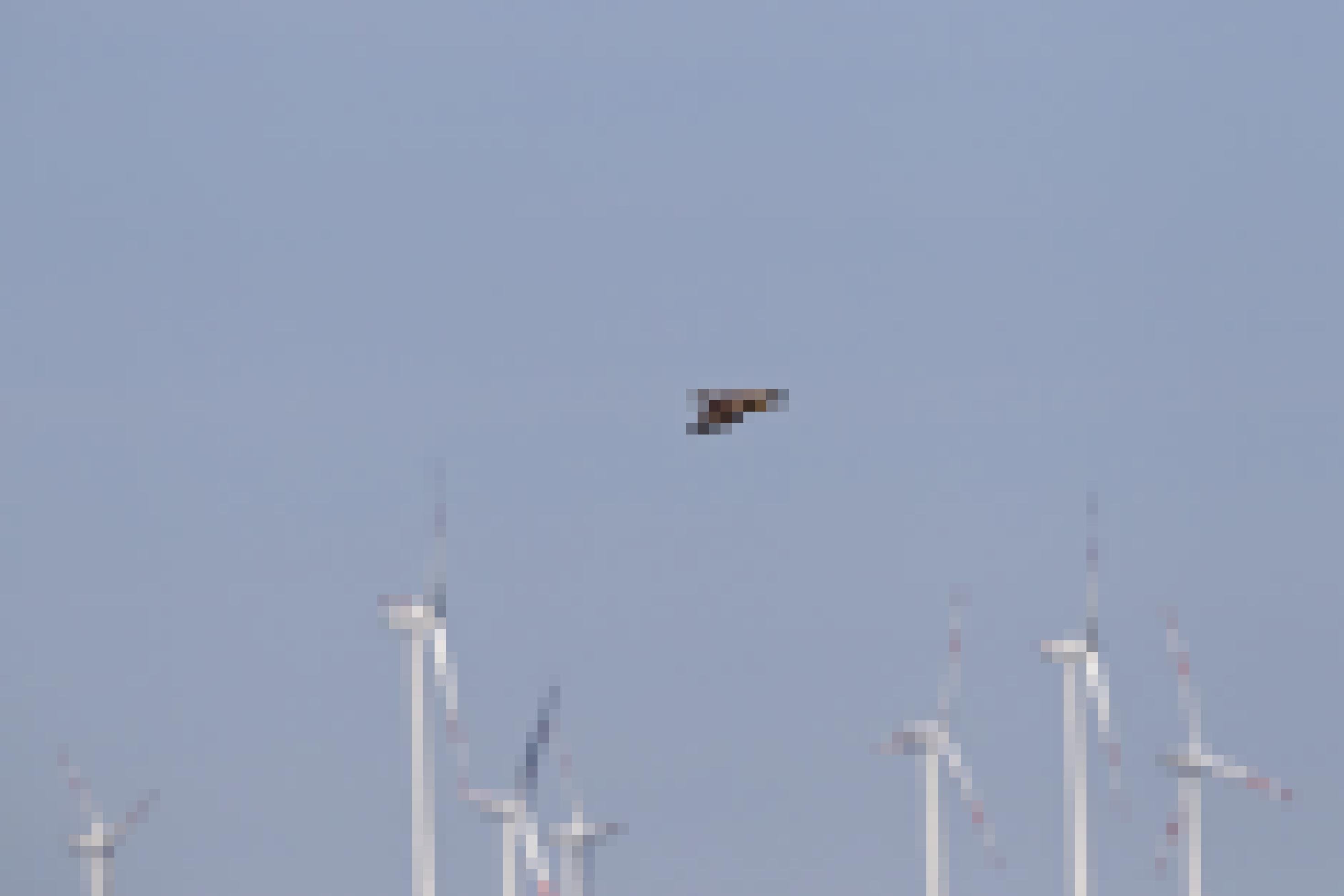 Ein Schreiadler fliegt durch ein Meer von Windkraftanlagen.