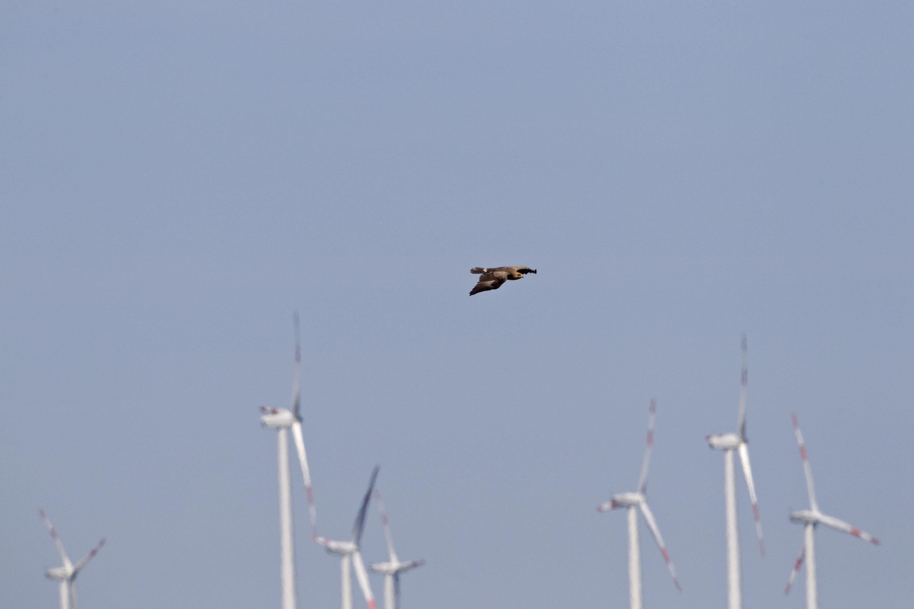 Ein Schreiadler fliegt durch ein Meer von Windkraftanlagen.