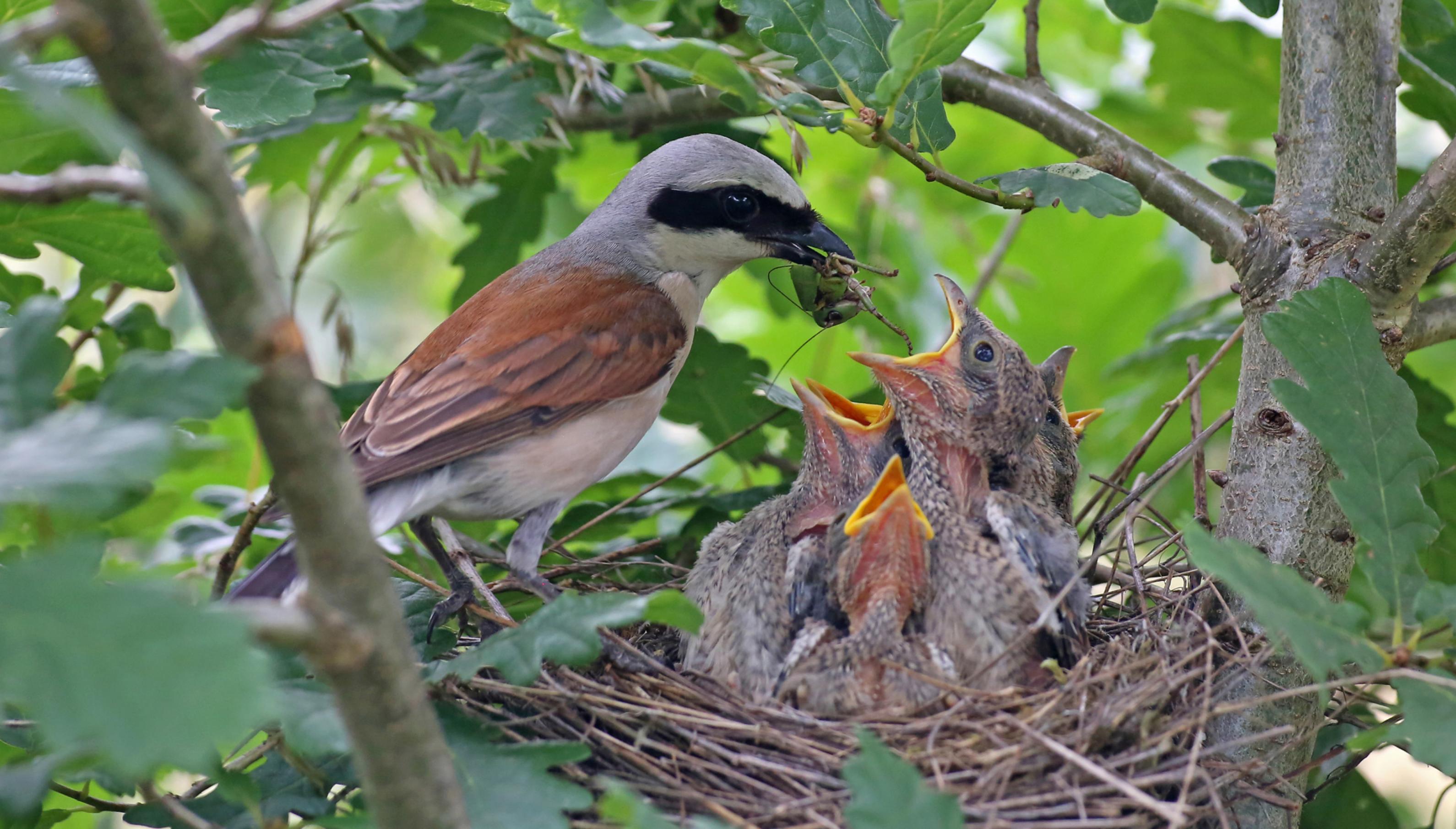 Neuntöter am Nest – aus störungsfreier Entfernung fotografiert. Vögel verhalten sich am Nest meist heimlich, denn jeder Besuch dort könnte auch einen Fressfeind anlocken.
