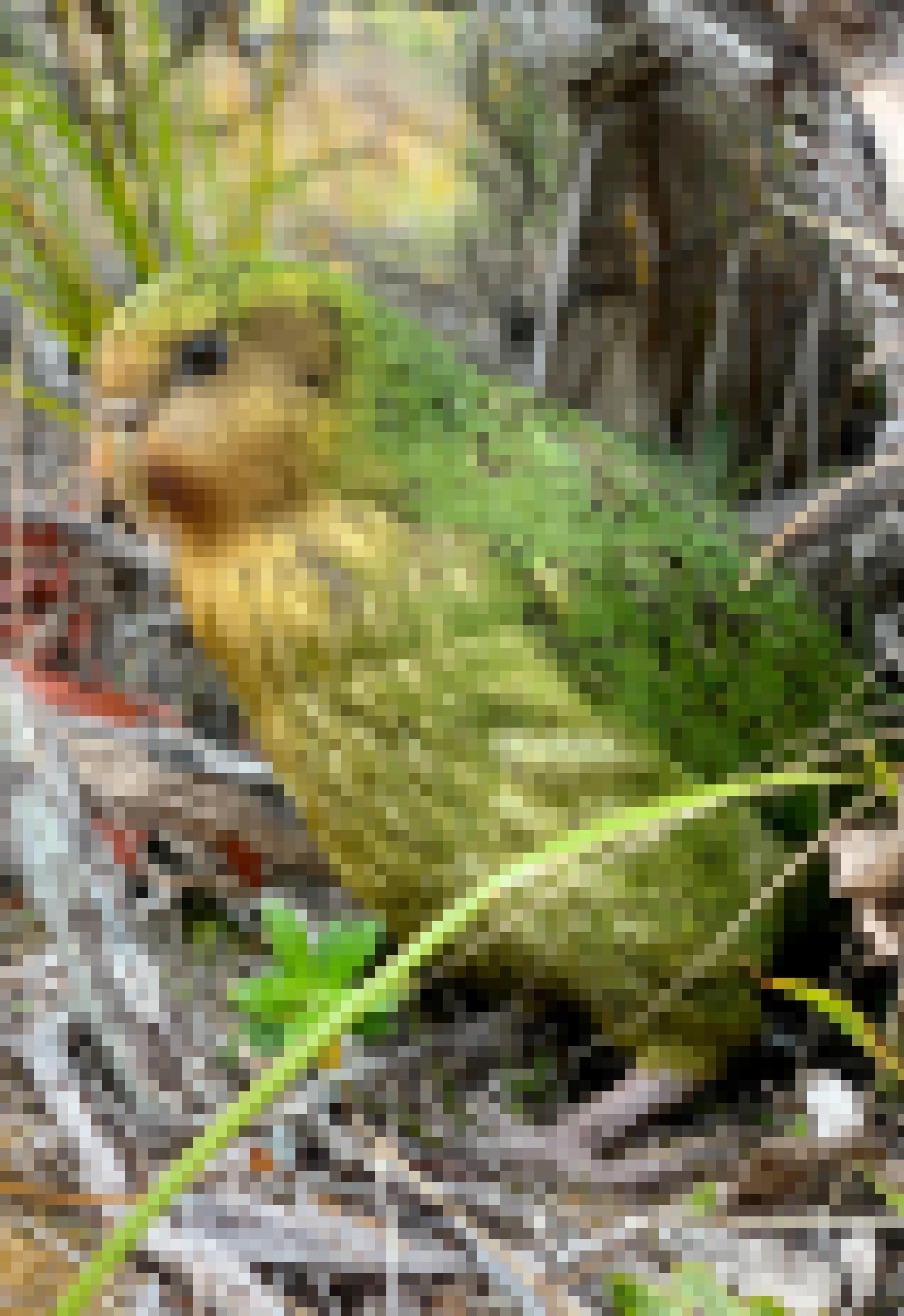 Ein grün-gemusterter Papageie sitzt auf dem Boden, umgeben von Gräsern, Zweigen und Gestrüpp.