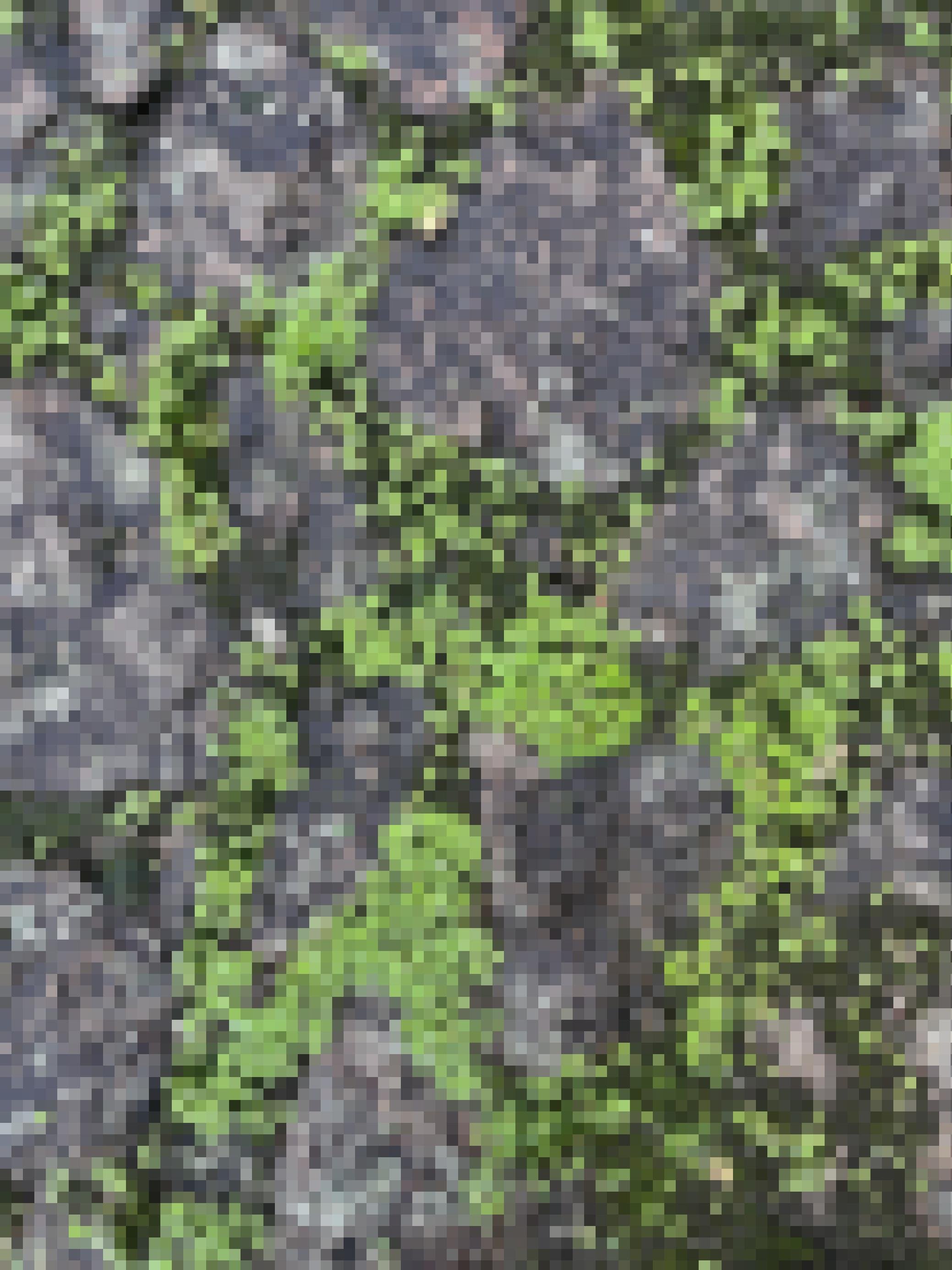 Zwischen den regennassen Granit-Pflastersteinen wachsen viele kleine grüne Pflänzchen