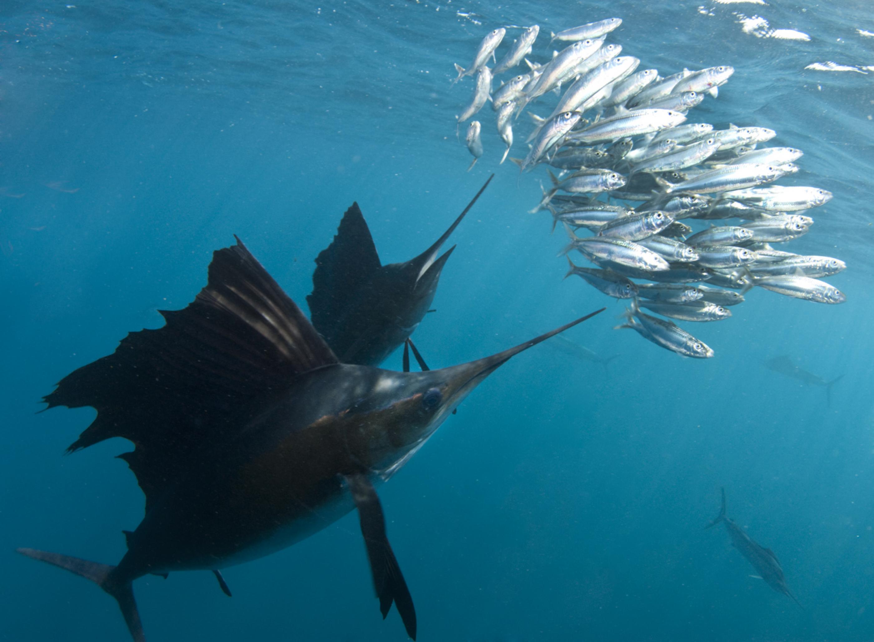 Im blauen Meer jagen Fächerfische mit speerartigem Maul einen Schwarm Fische, der sich zu einer Kugel geformt hat.