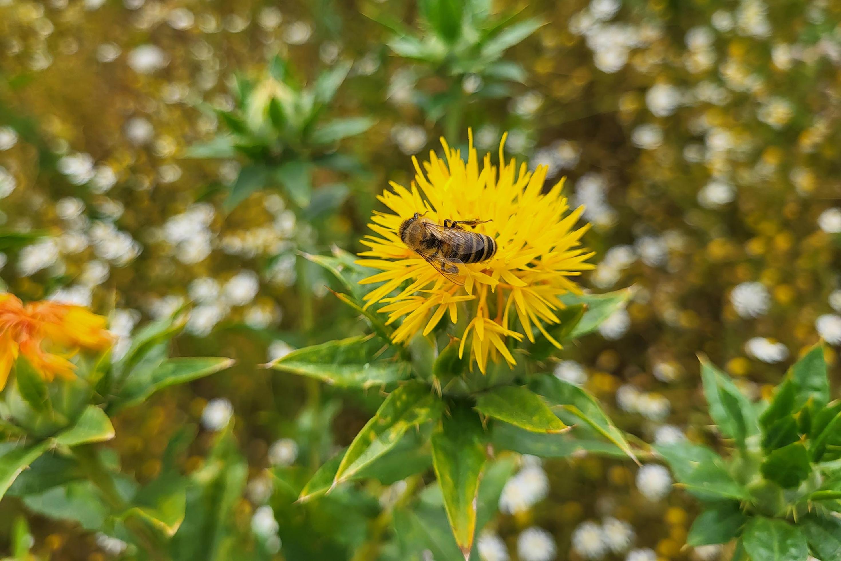 Gelb blühende Blume, auf deren Blüte eine Biene sitzt