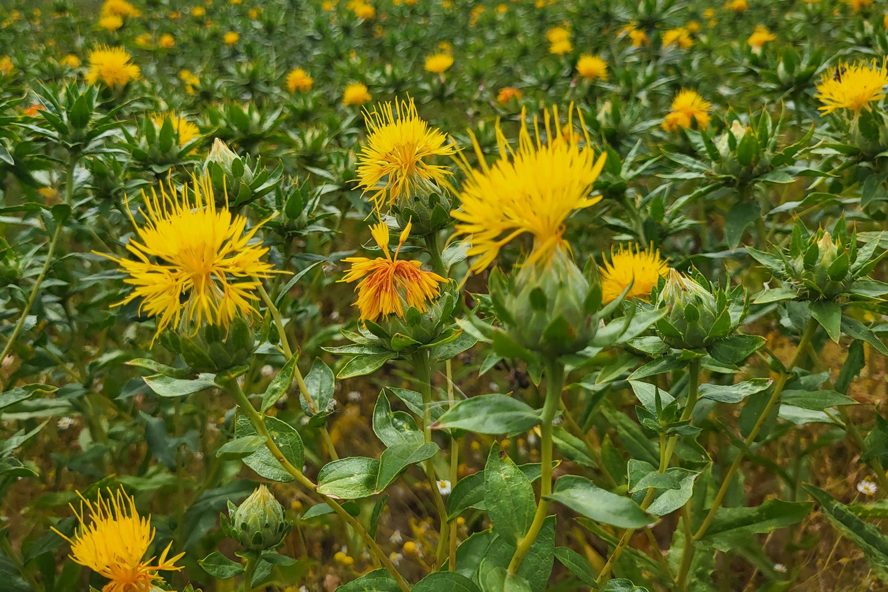 Fläche mit gelb blühenden Blumen