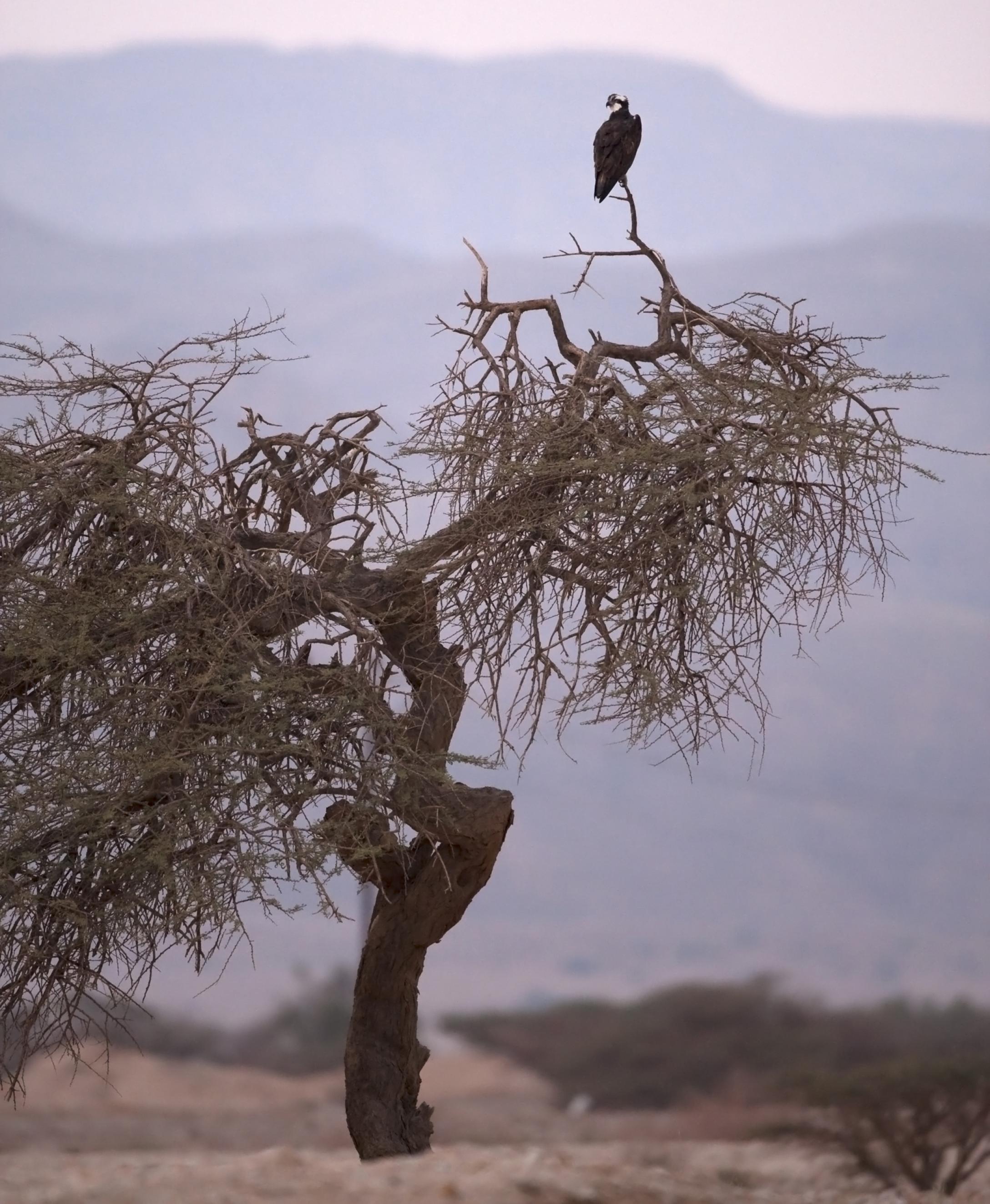 ein Vogel saß auf einem Ast [AI]