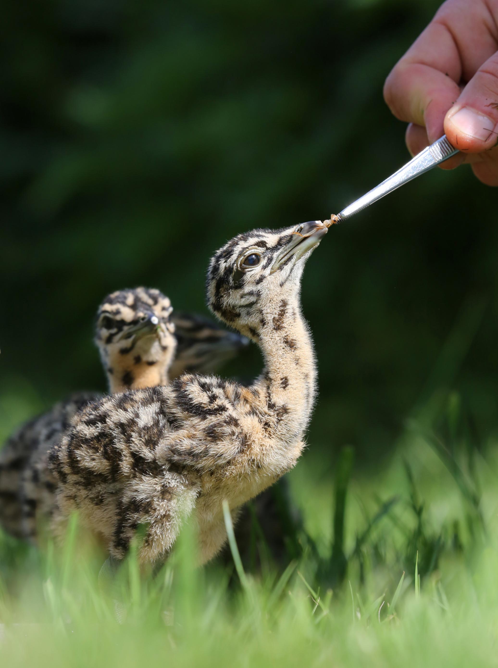 eine Hand, die einen Babyvogel füttert [AI]