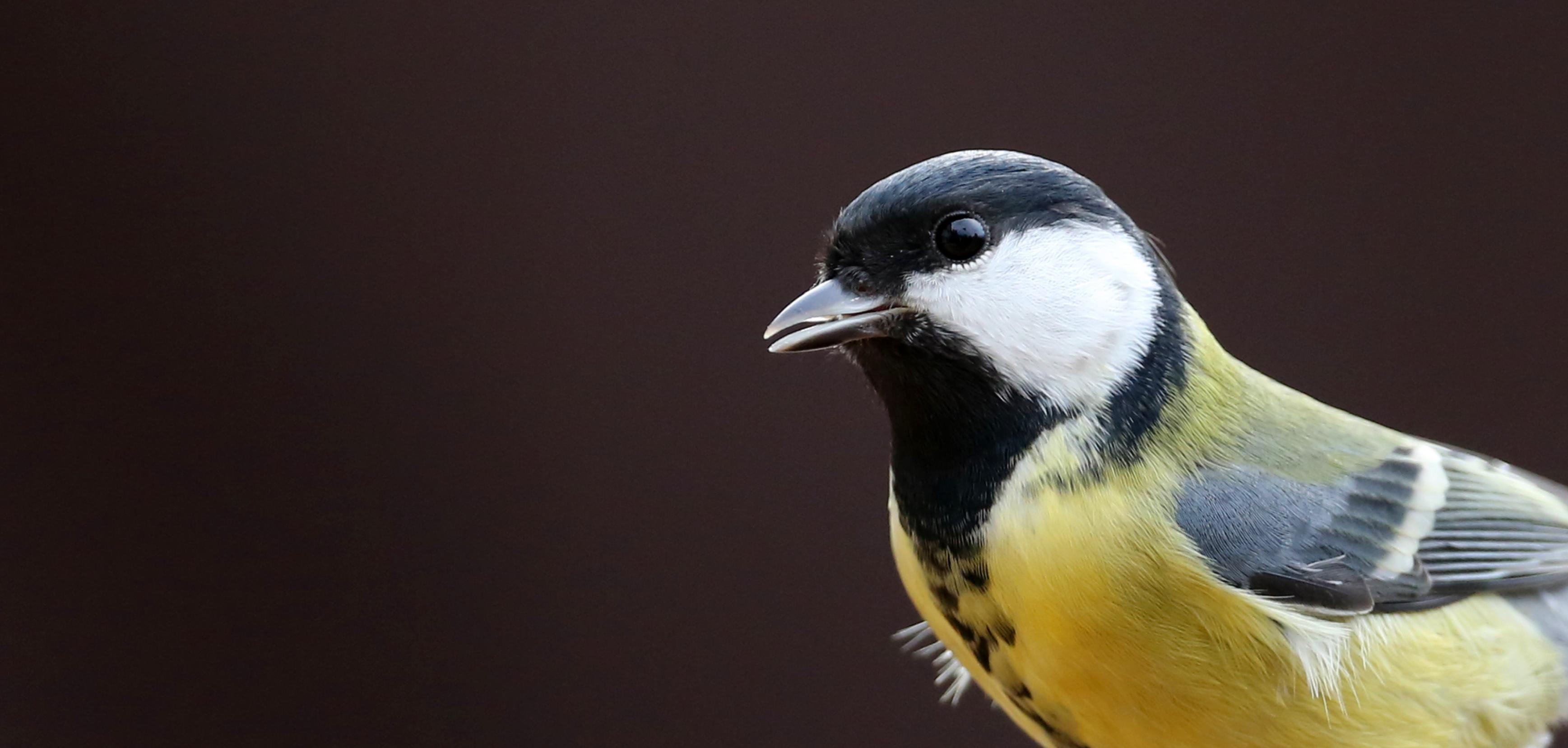 eine Nahaufnahme eines Vogels [AI]