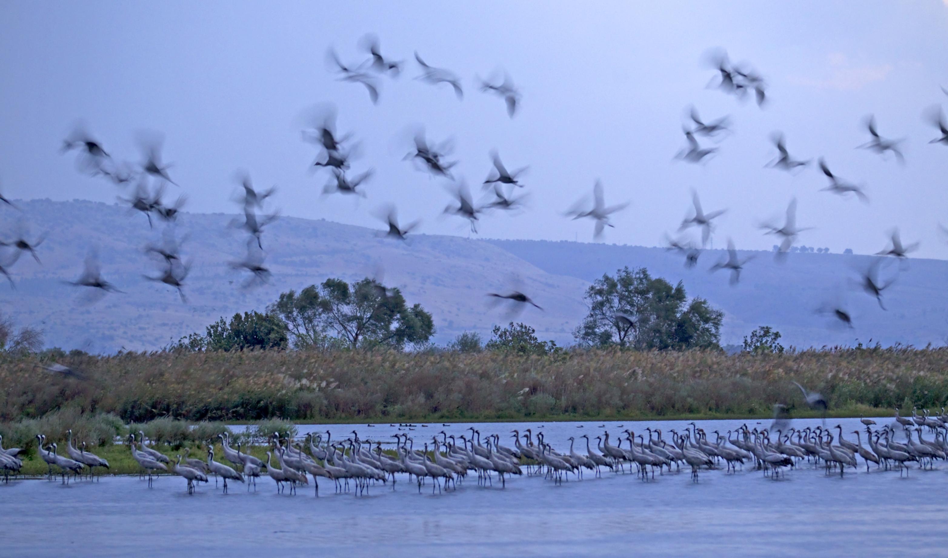 eine Vogelschar in einem See [AI]