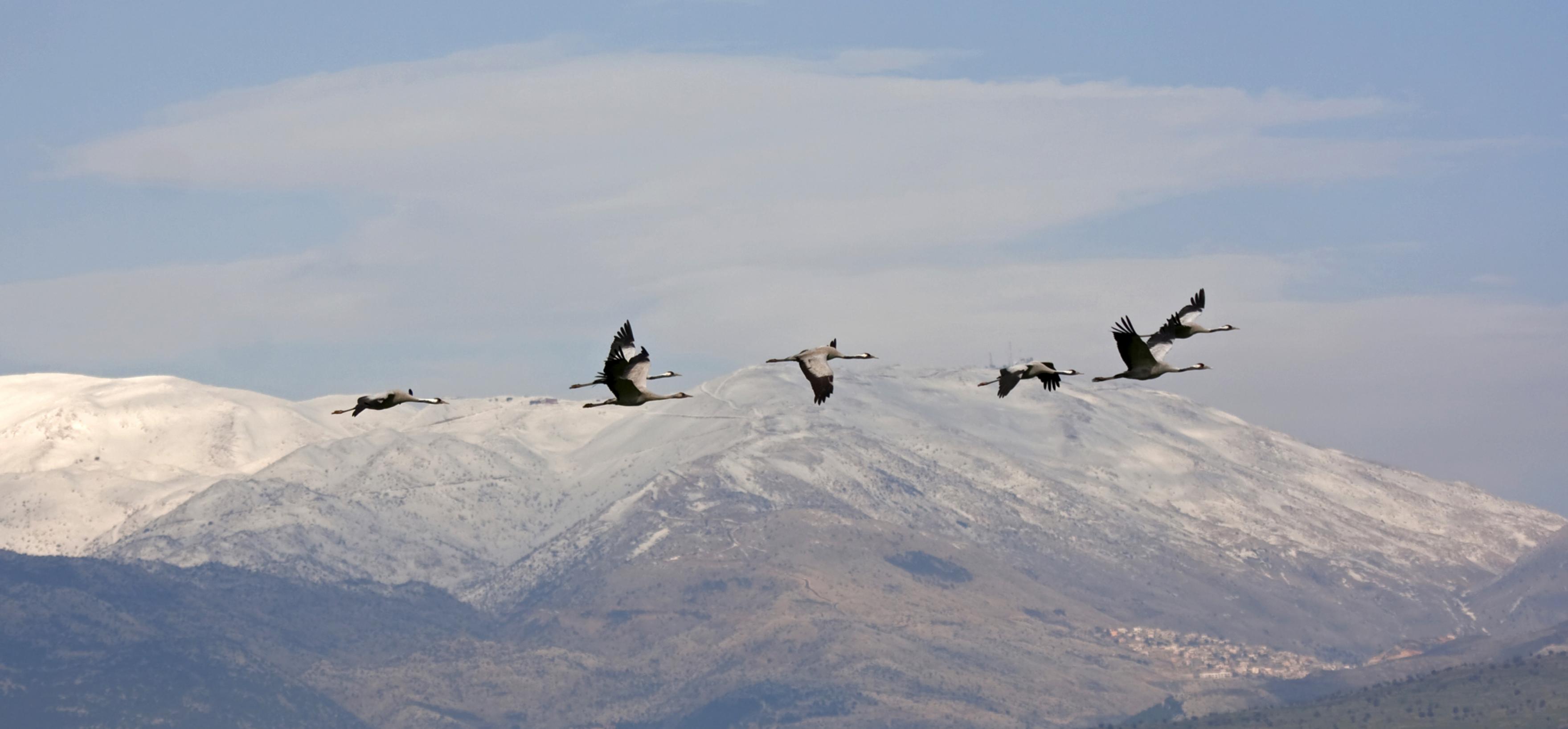 eine Gruppe von Vögeln, die im Himmel fliegen [AI]