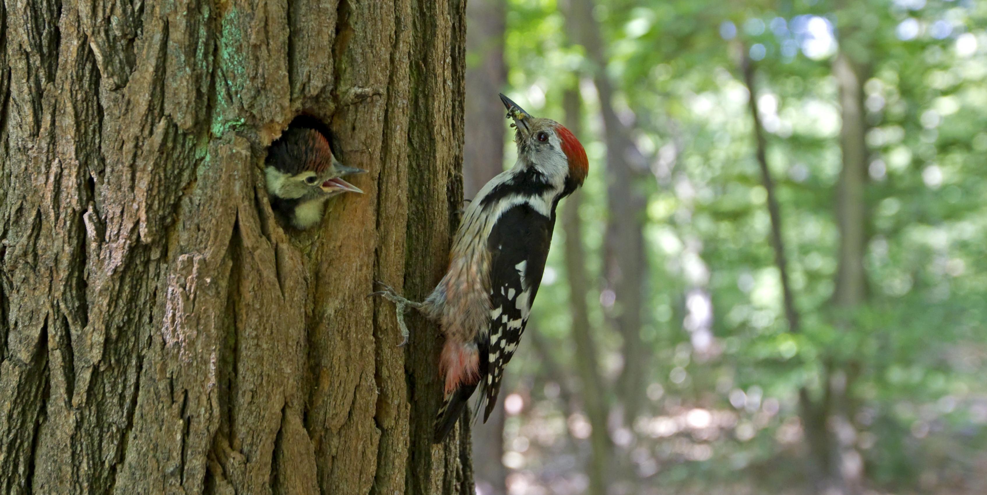 ein Vogel neben einem Küken [AI]