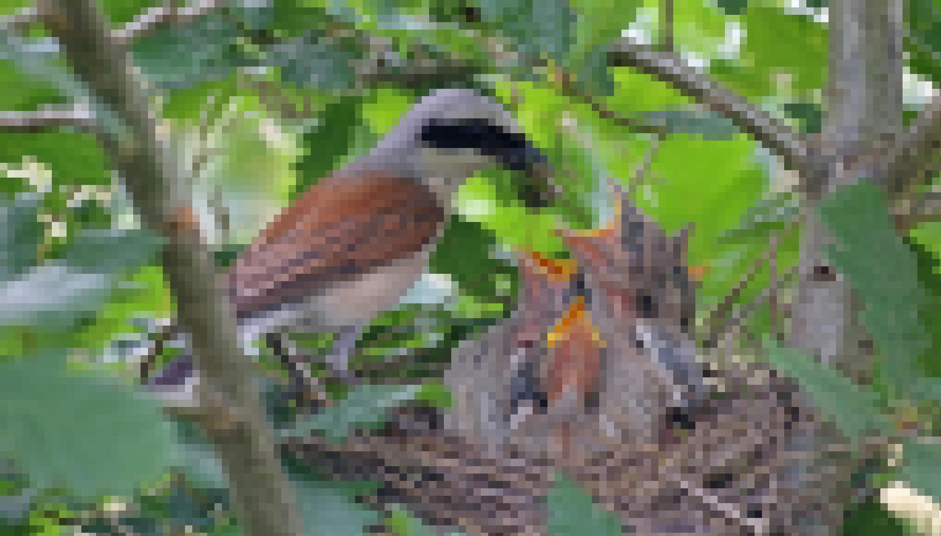 ein Vogel, der Babyvögel in einem Nest füttert [AI]