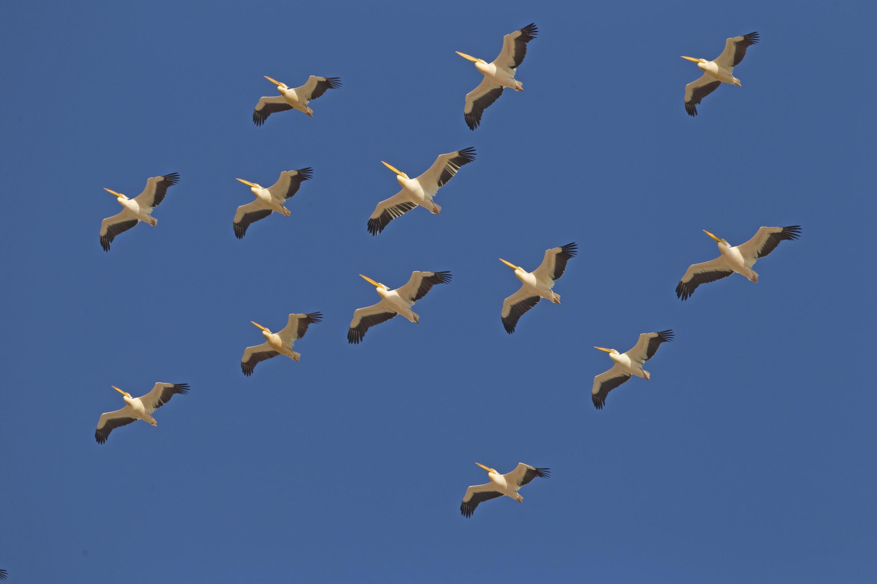 eine Gruppe von Vögeln, die am Himmel fliegen [AI]