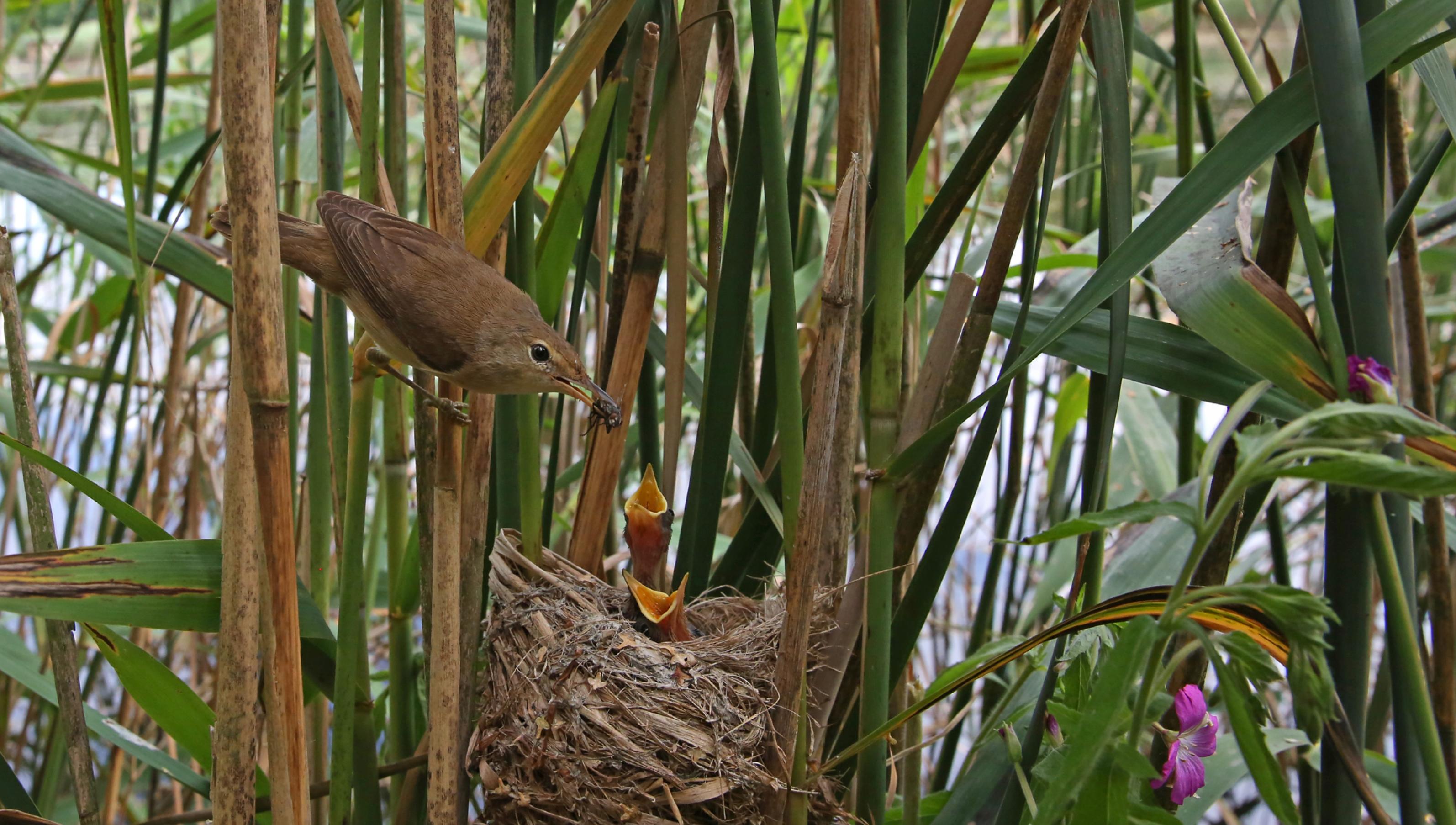 ein Vogel füttert ein Babyvogel im Nest [AI]