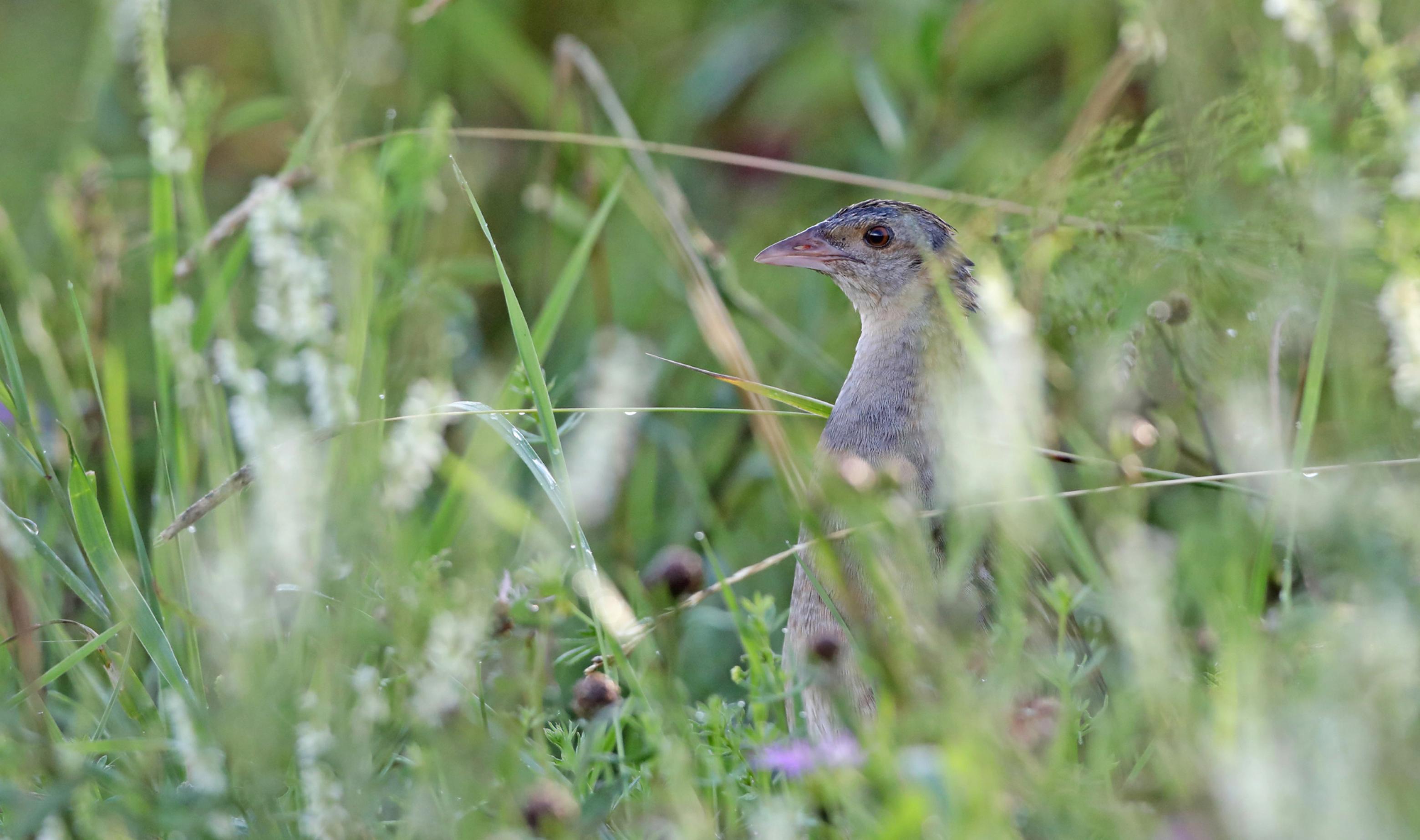 ein Vogel im Gras [AI]