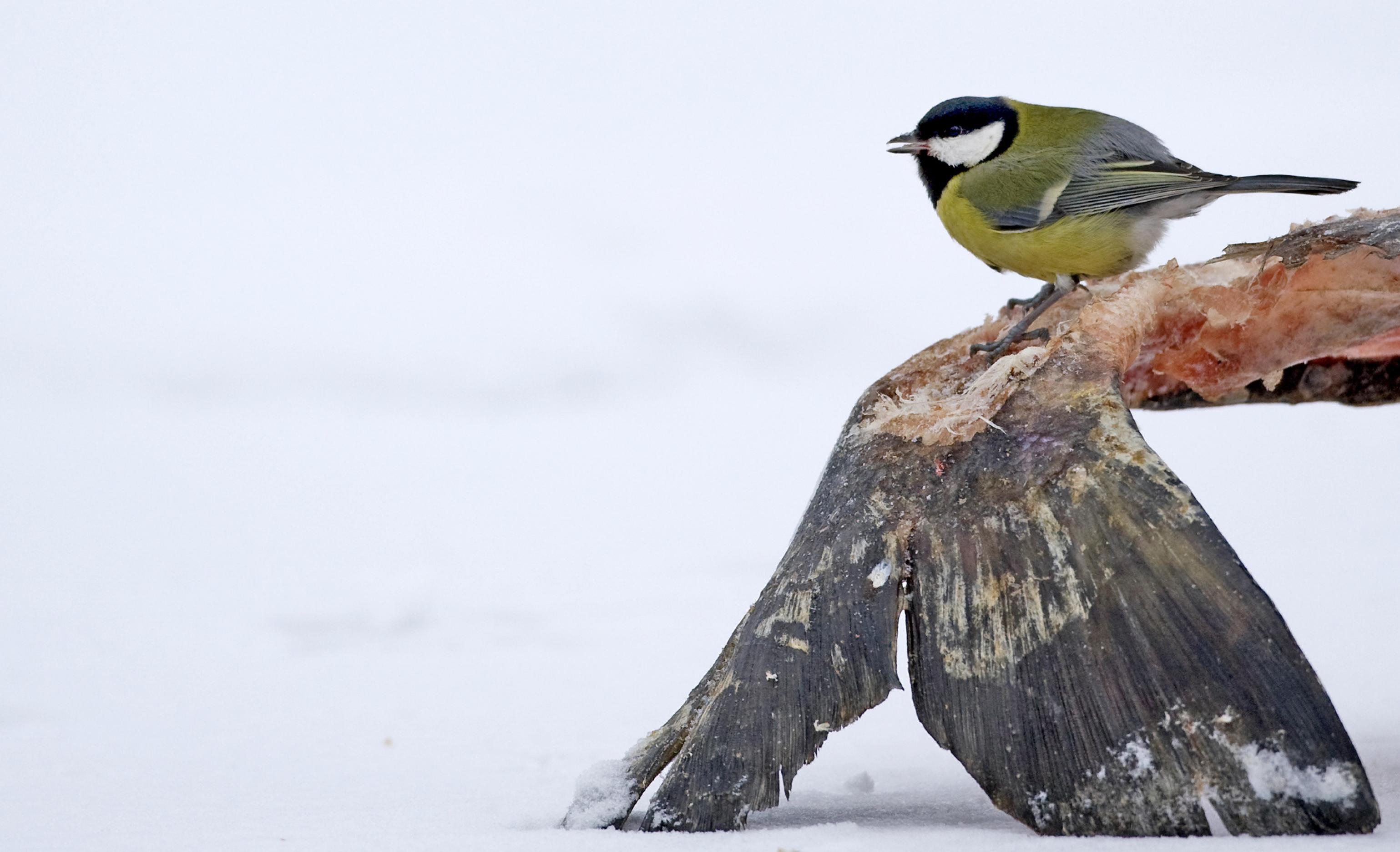 ein Vogel, der auf einem Tier steht [AI]