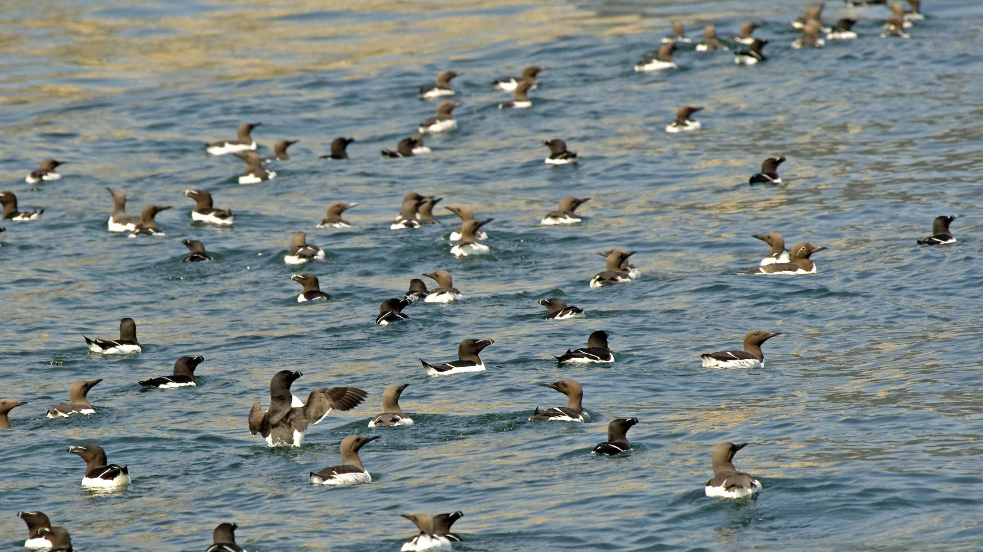 eine große Gruppe von Vögeln schwimmt im Wasser [AI]
