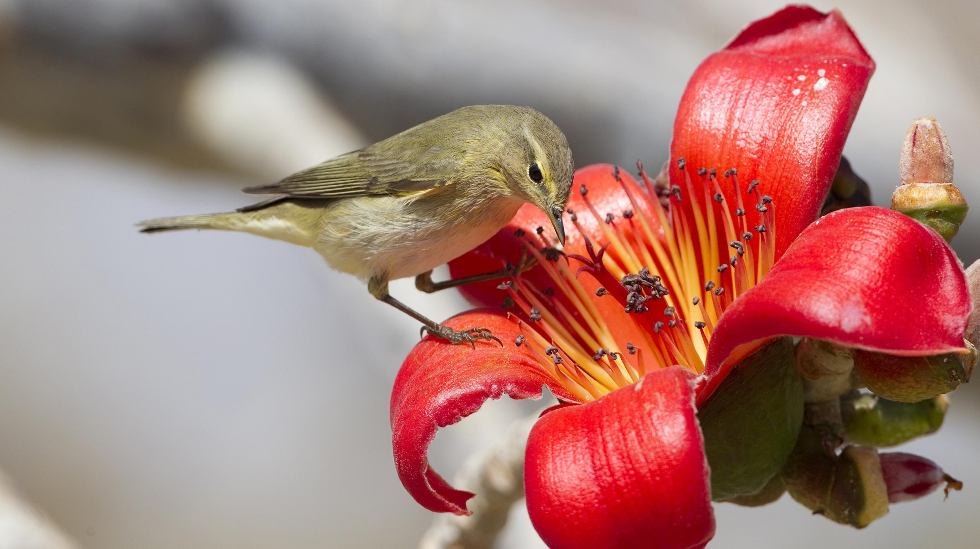 Ist es ein Zilpzalp oder doch ein Fitis? Das läßt sich bei den Zwillingsarten aus der Ferne nur am Gesang unterscheiden. Bei Meldungen im Rahmen der Stunde der Gartenvögel kommt wegen des eingängigen Rufs der Zilpzalp (hier im Bild) häufiger vor.