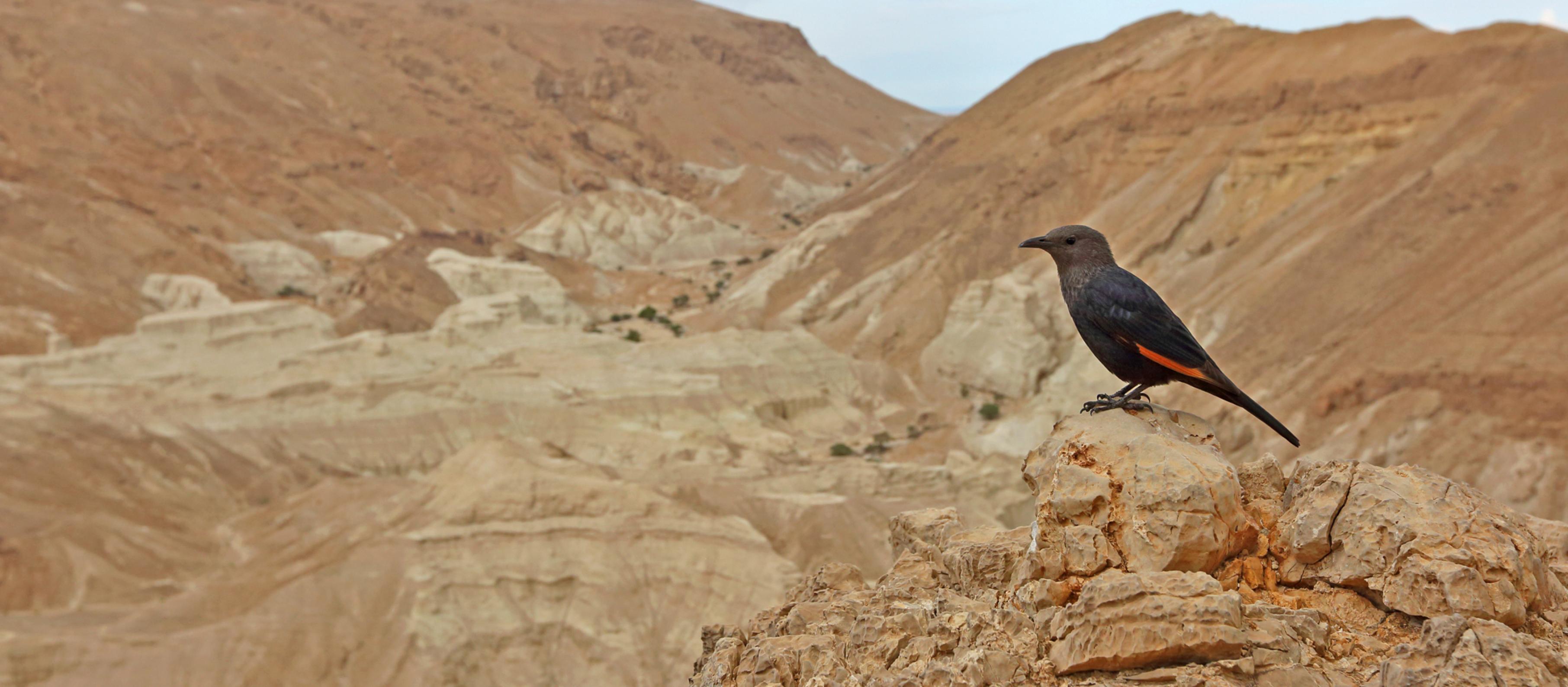 ein Vogel, der auf einem Felsen sitzt [AI]