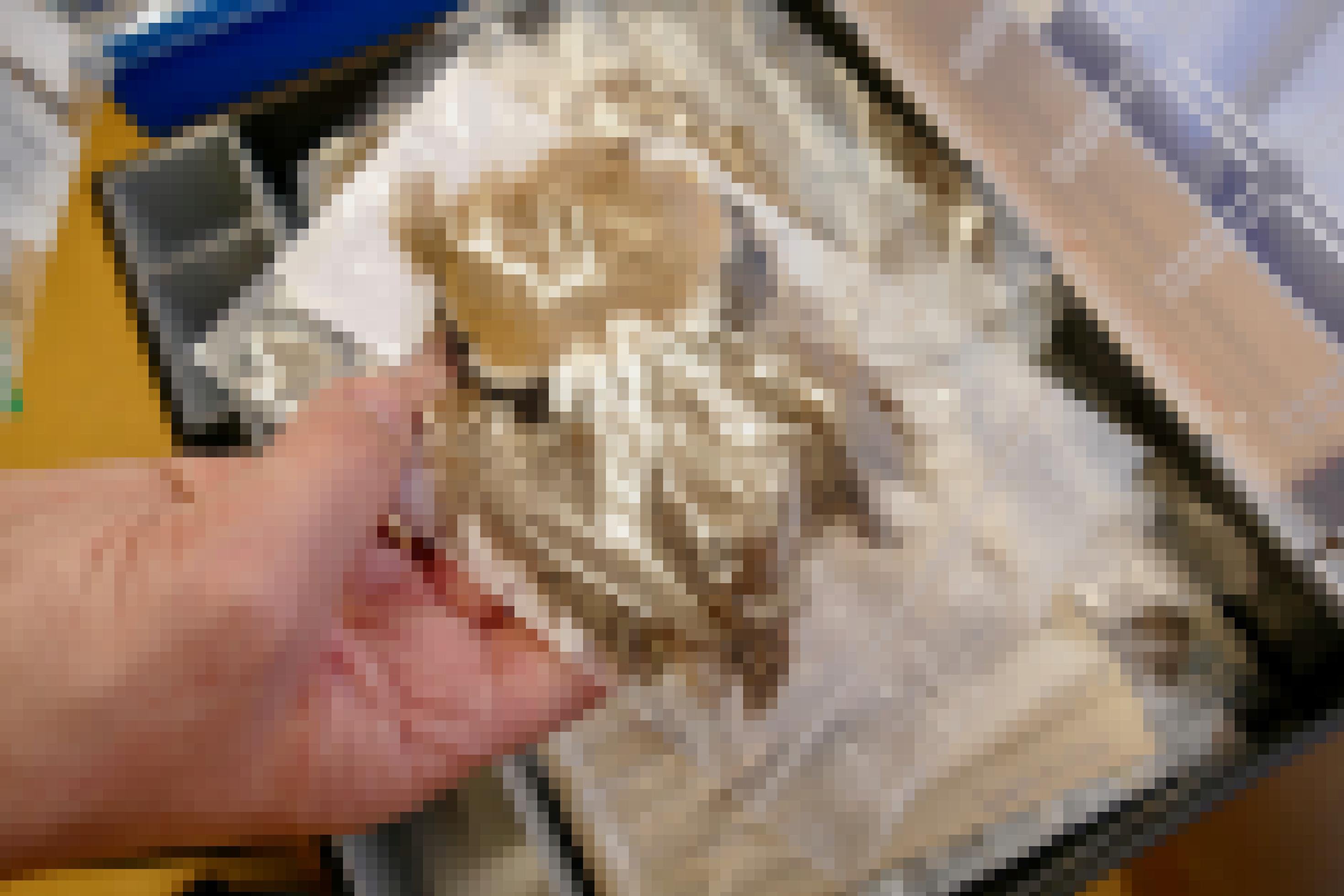 Ein Wissenschaftler hält eine Sammlung von Federn in der Hand.