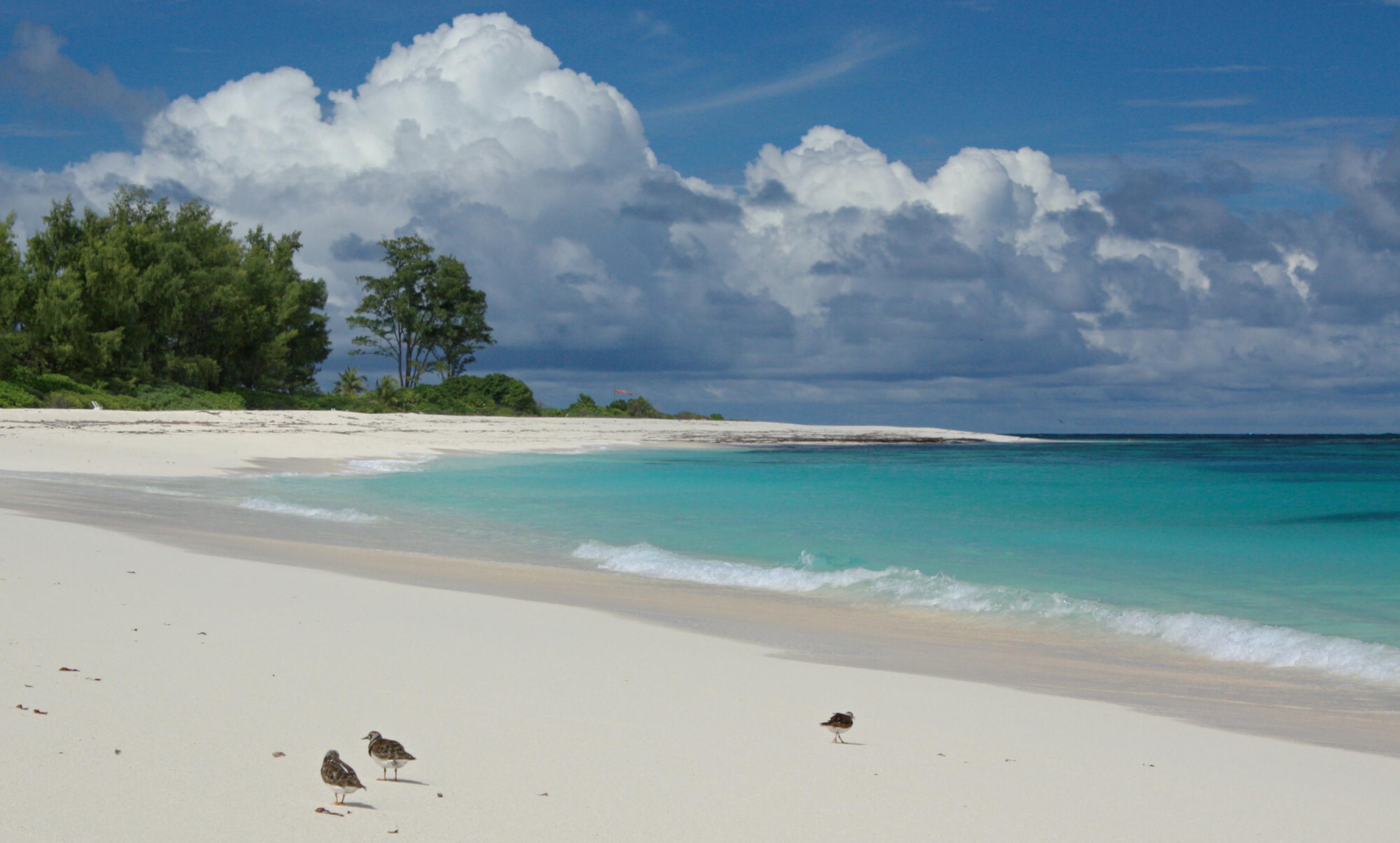 Drei Vögel am Strand vor einer Bucht mit türkisfarbenem Wasser, im Hintergrund Bäume und Wolkengebirge.