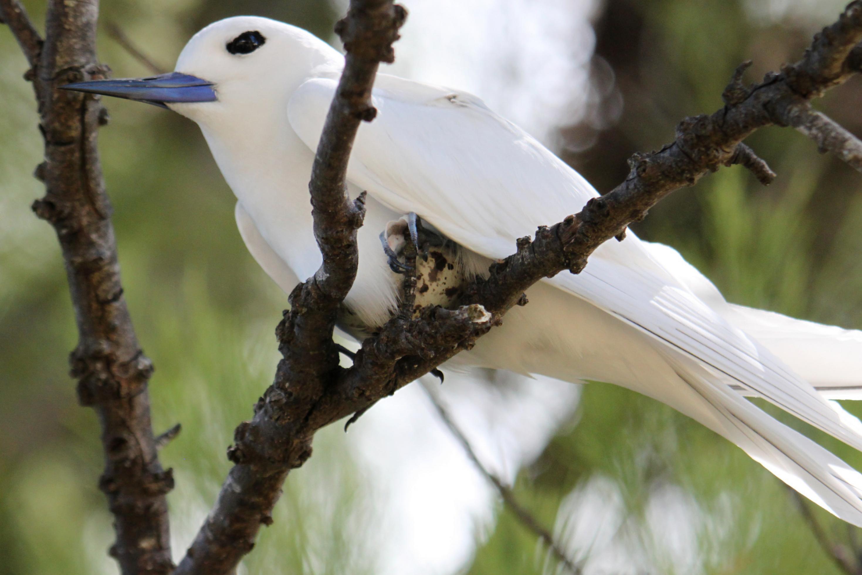Ein Vogel mit weißem Gefieder und blauschwarzem Schnabel sitzt auf einer Astgabel und bebrütet ein weiß-braun geflecktes Ei.