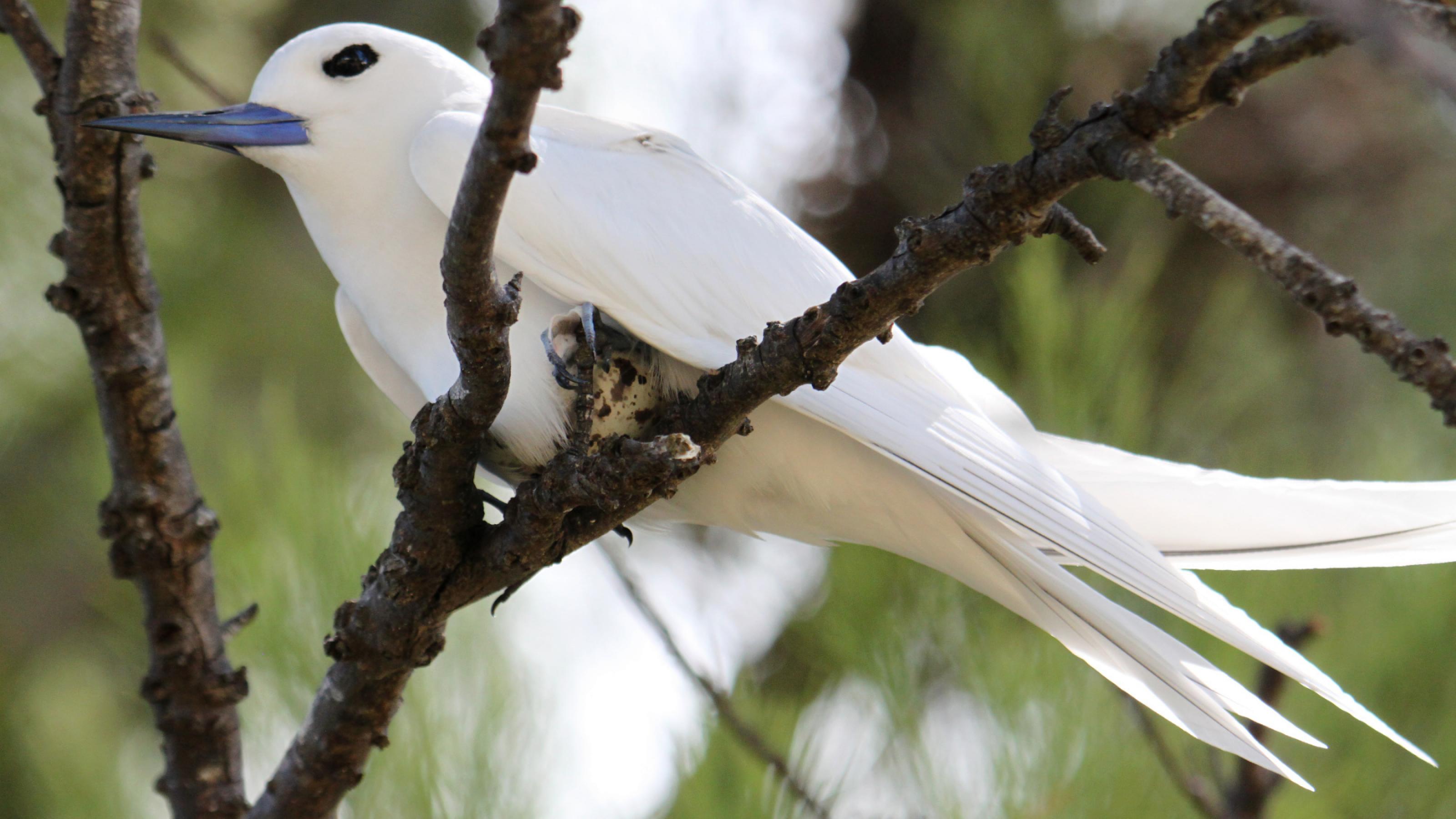 Ein Vogel mit weißem Gefieder und blauschwarzem Schnabel sitzt auf einer Astgabel und bebrütet ein weiß-braun geflecktes Ei.