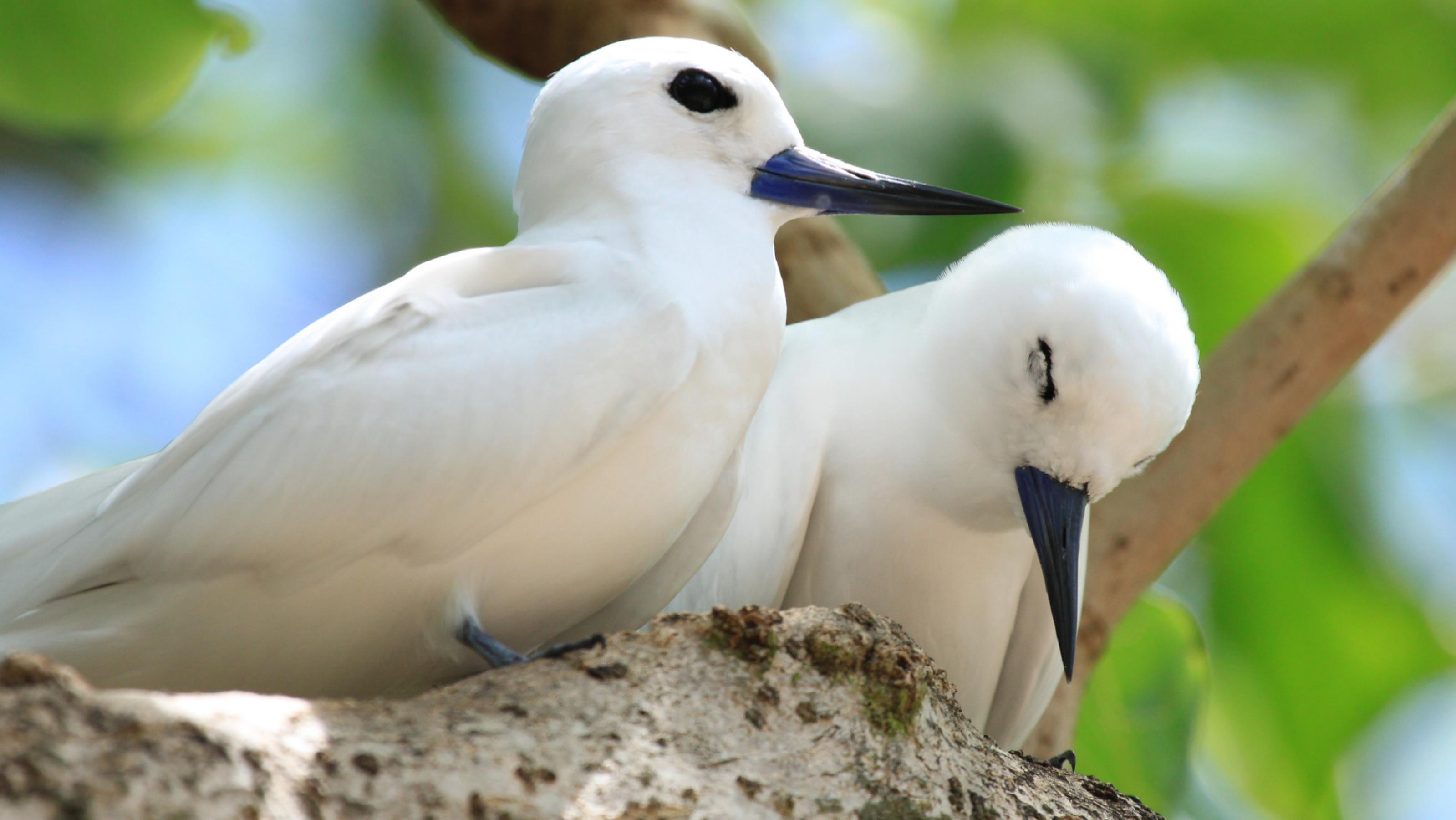 Zwei weiße Vögel sitzen nebeneinander auf einem Ast, einer scheint zu dösen.