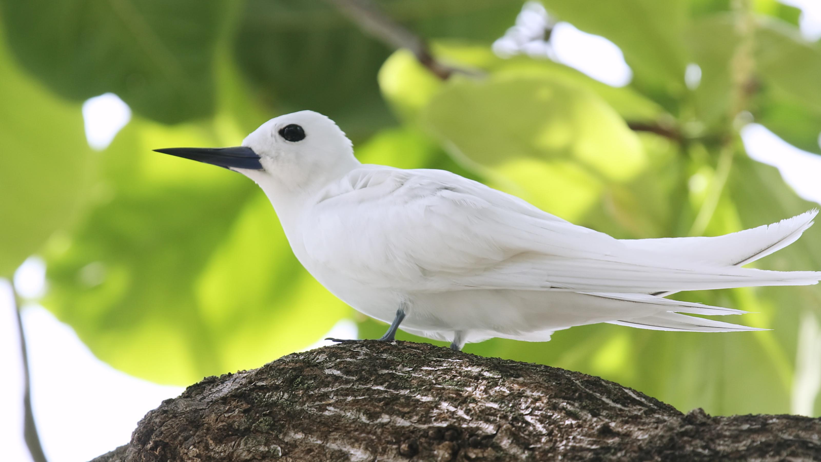 Ein weißer Vogel mit blauschwarzem Schnabel sitzt auf einem Ast vor grünen Blättern im Hintergrund.