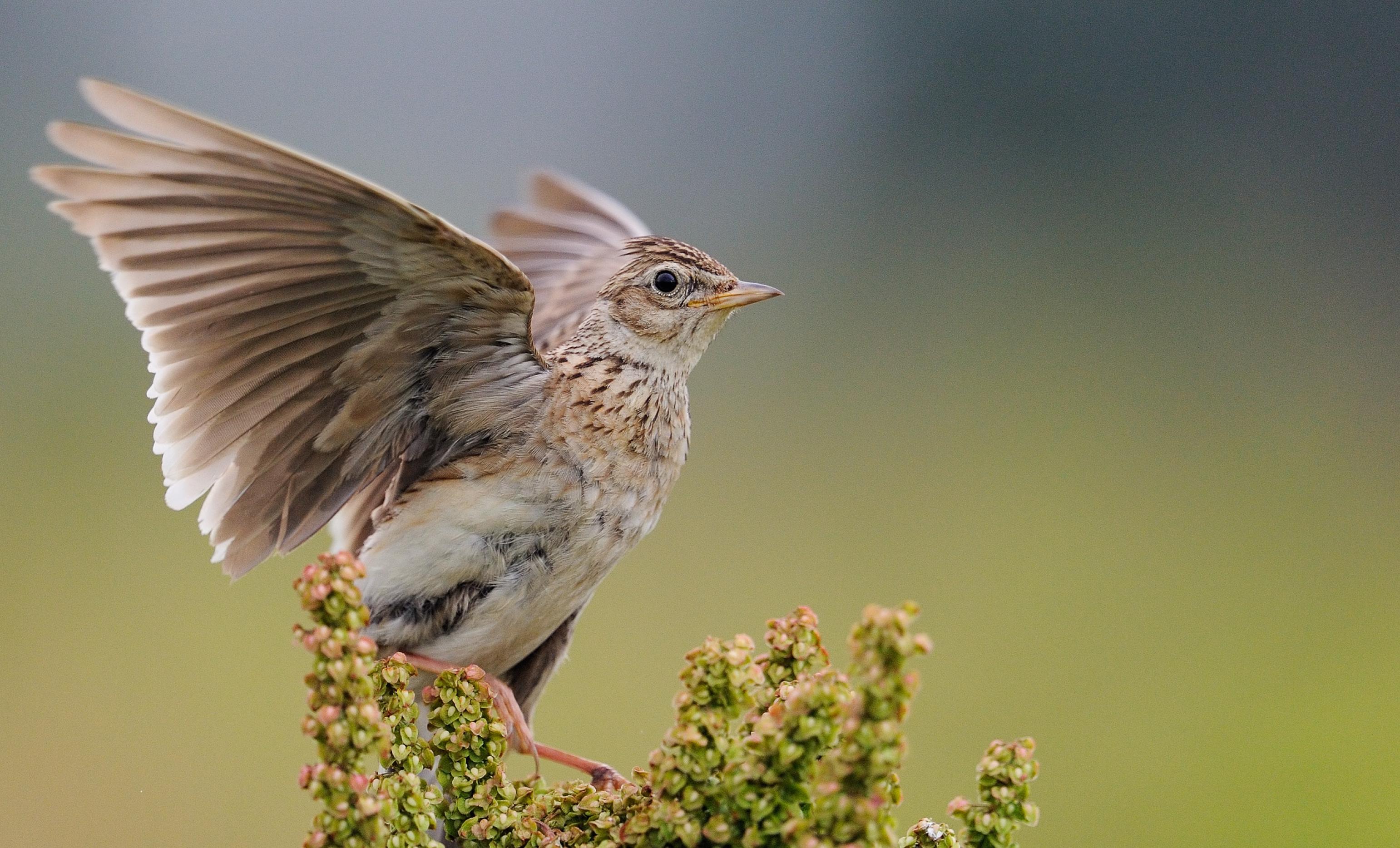 Eine Feldlerche fliegt von einem Zweig auf.