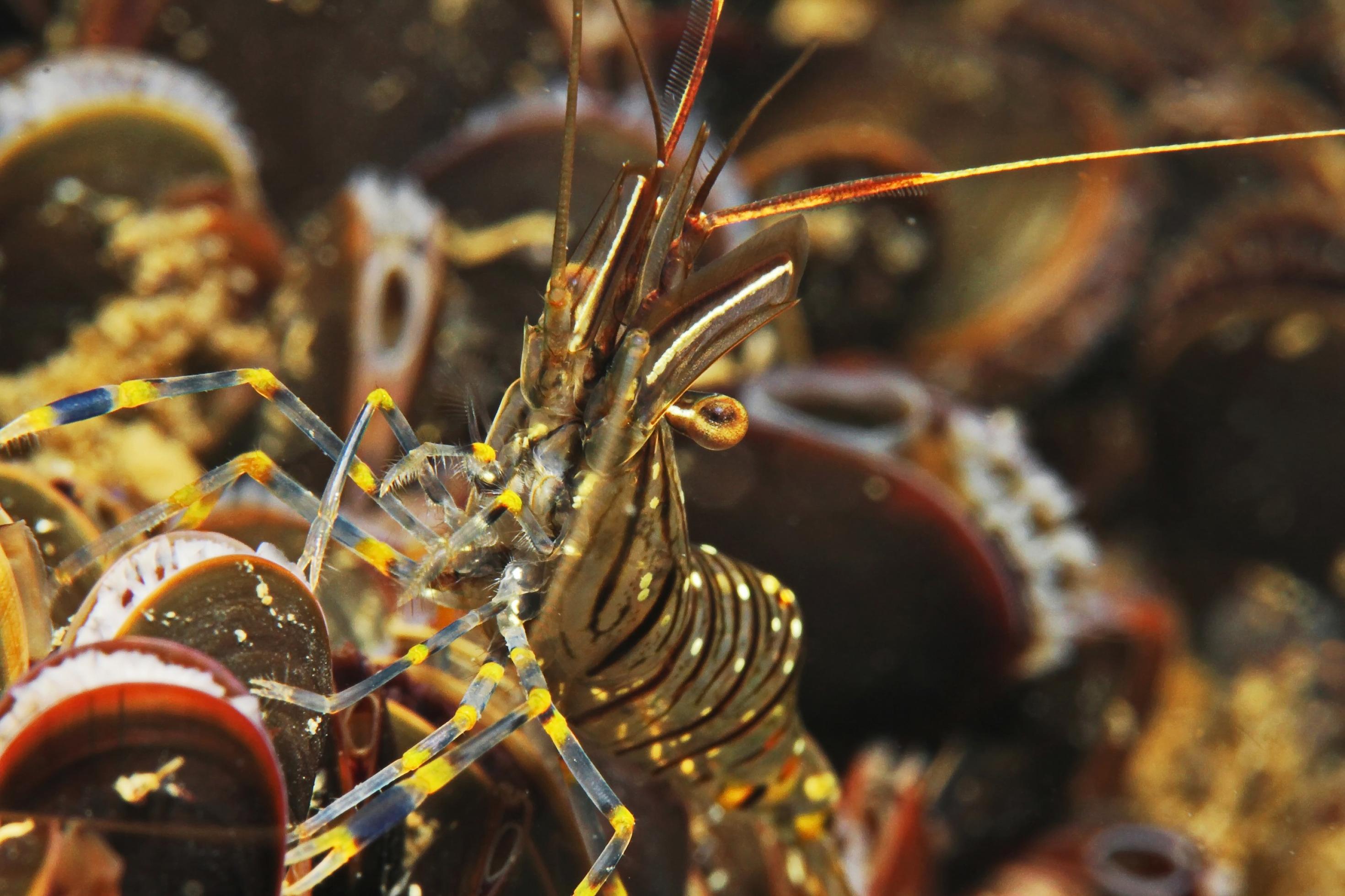 Felsenmakrele, die zwischen Miesmuscheln rumkrabbelt