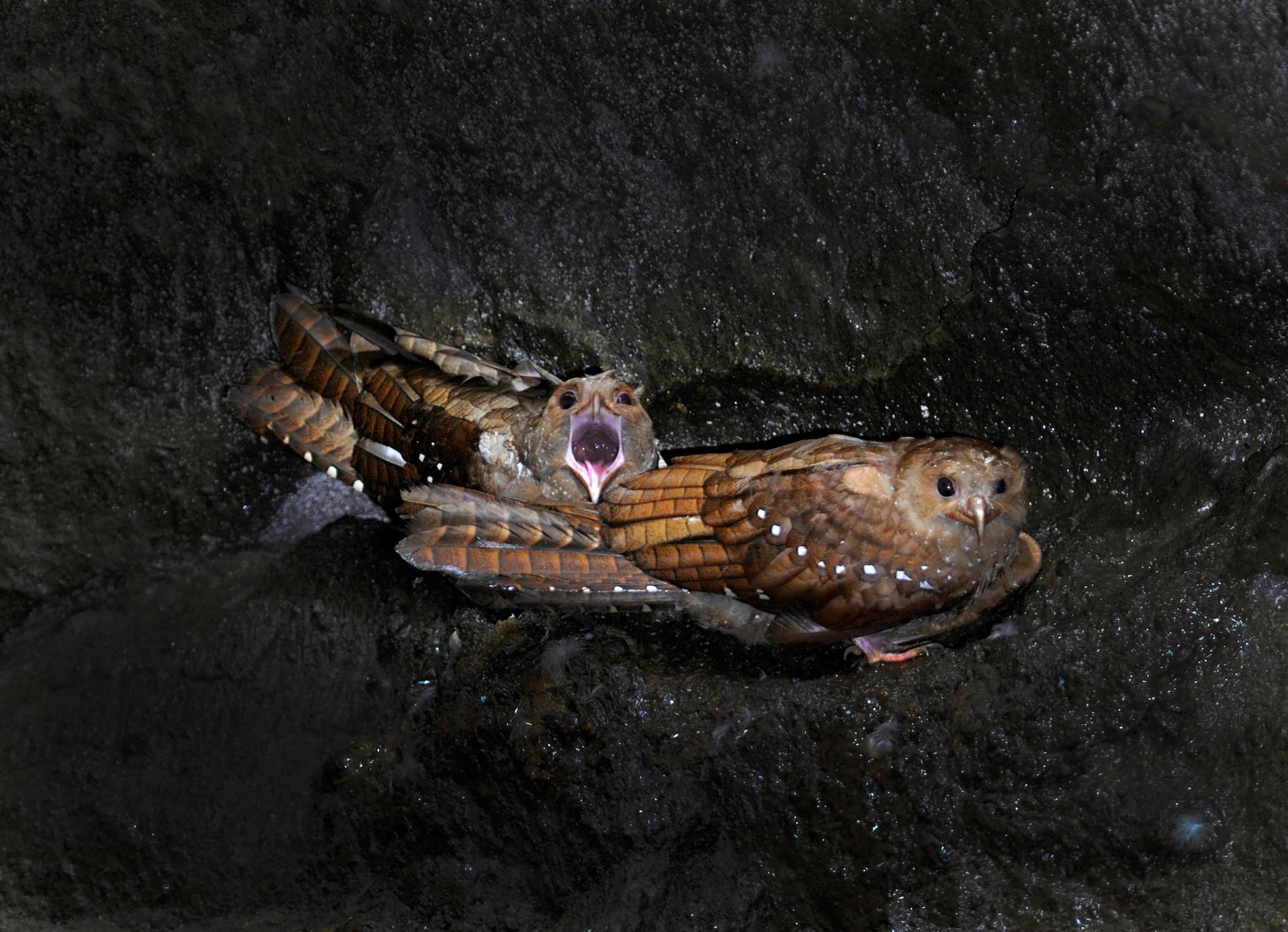 Zwei Fettschwalme (Steatornis caripensis) in einer Höhle in Ecuador.