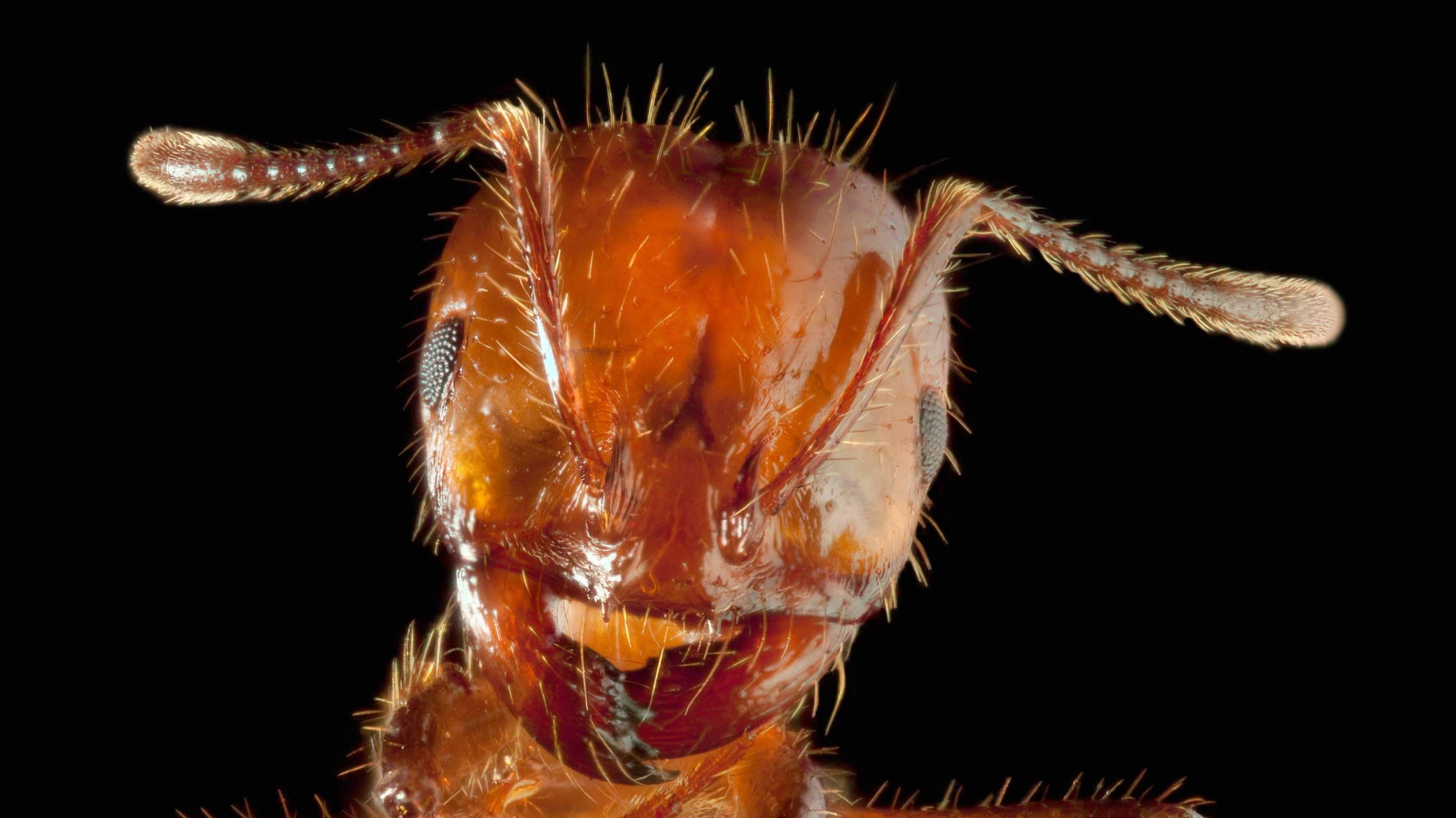 Vergrößerter Kopf einer Ameise mit den Beißwerkzeugen gut sichtbar.