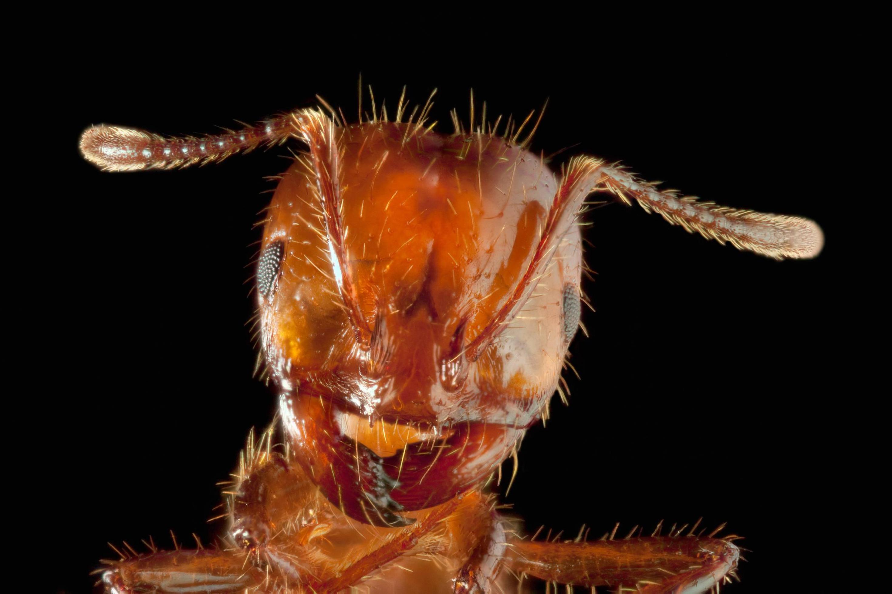 Vergrößerter Kopf einer Ameise mit den Beißwerkzeugen gut sichtbar.