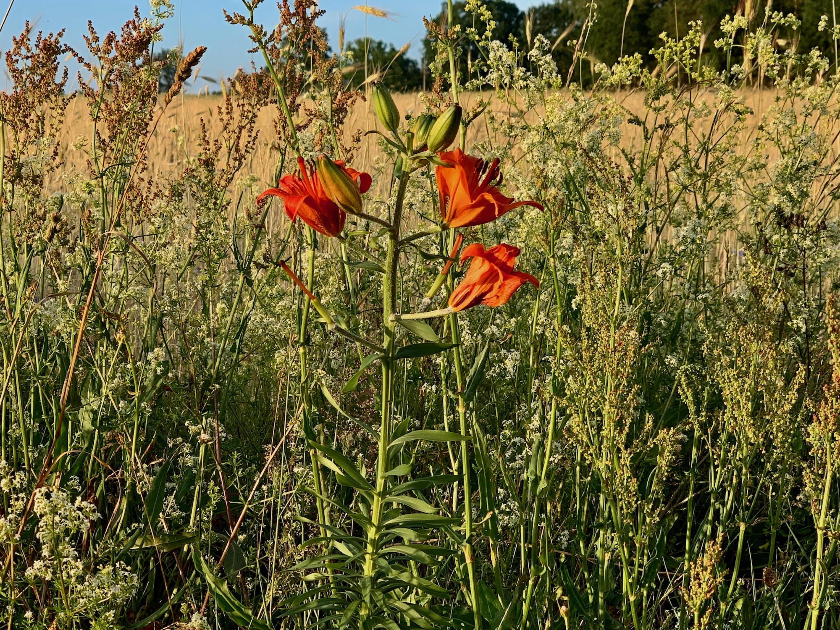 Orangefarbene Blüten, von eher unscheinbaren, teils verwelkten Wildkräutern umgeben