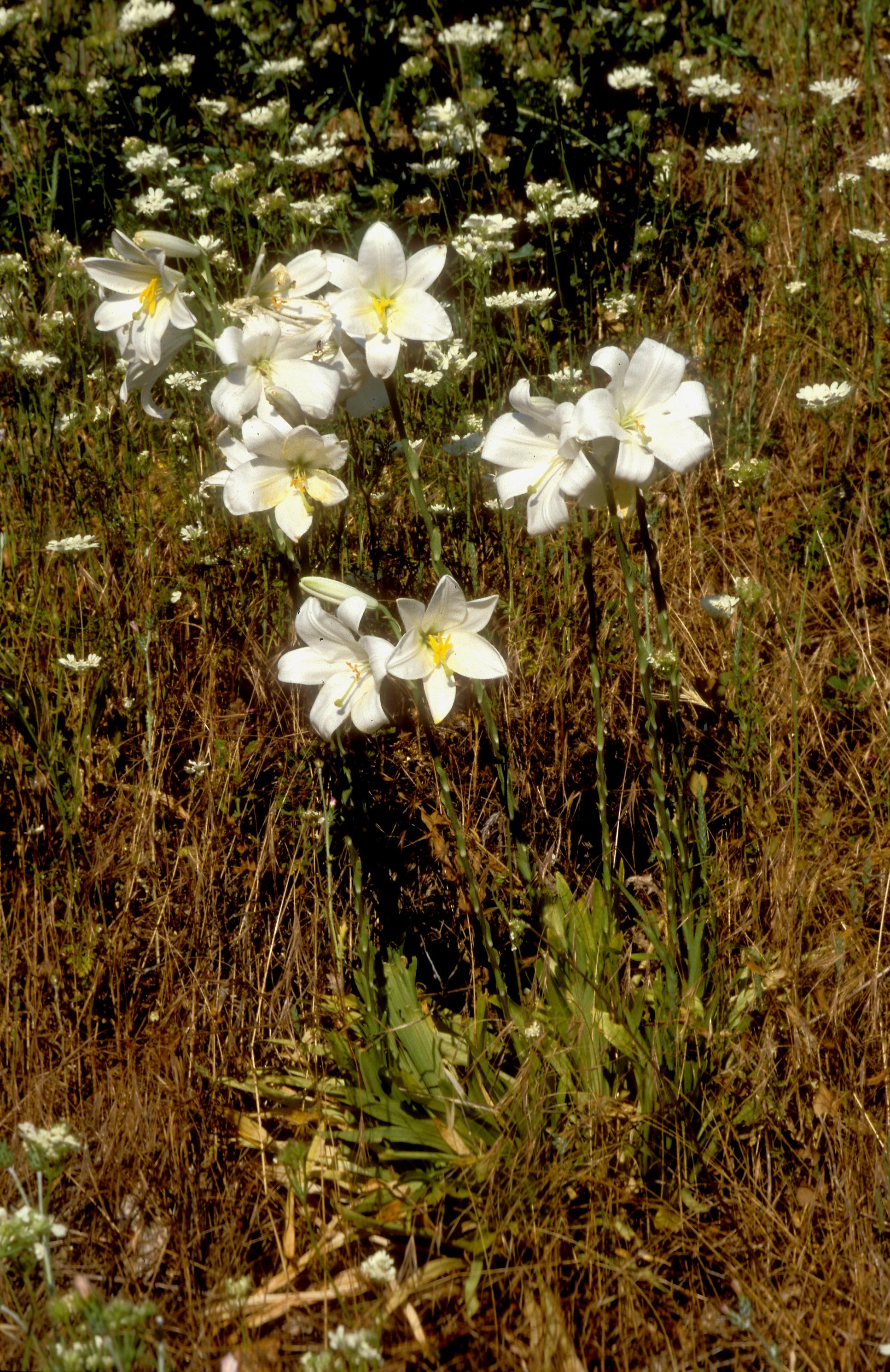 Madonnenlilie mit acht weit geöffneten Blüten auf wilder Wiese