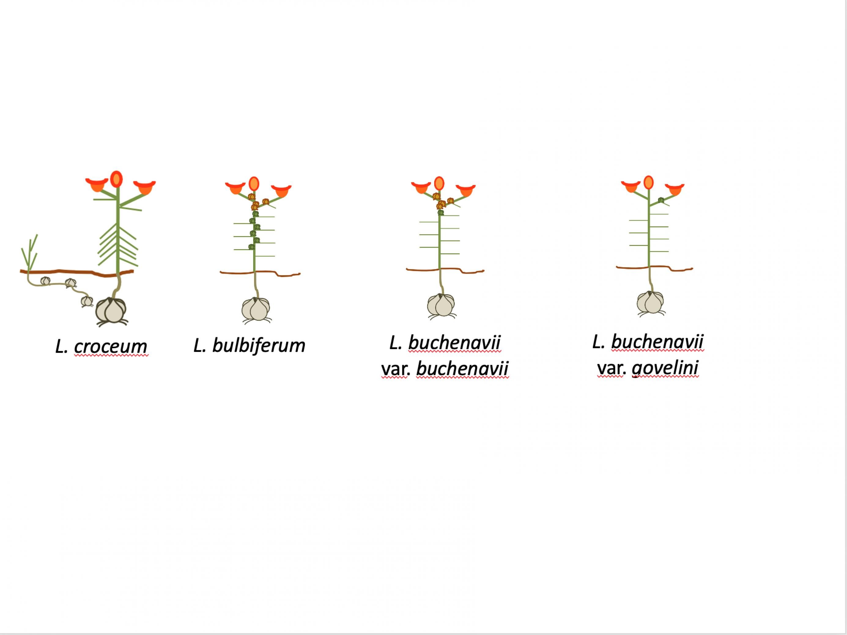 Grafische Darstellung der vier in Deutschland heimischen Feuerlilien-Arten