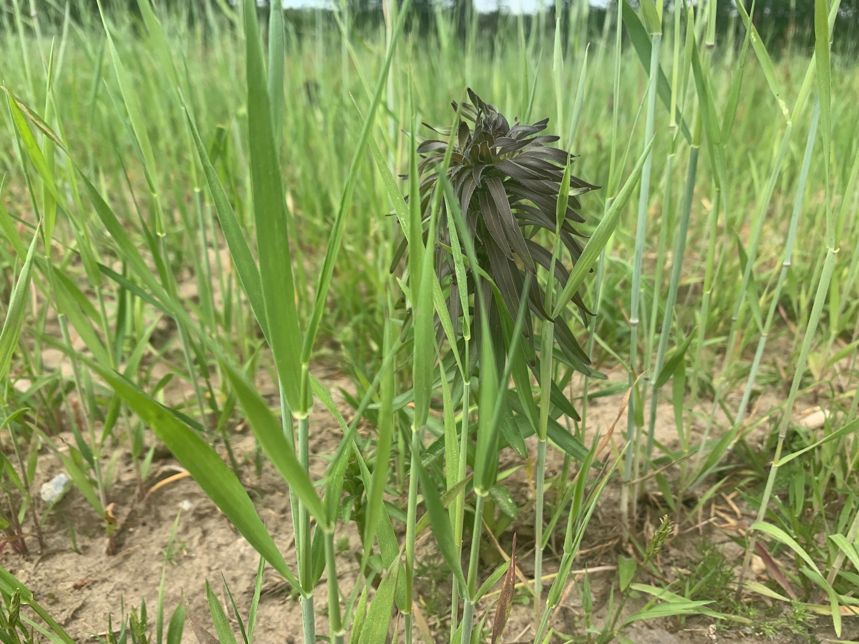 Lilienstängel zwischen spärlich wachsenden, noch grünen Getreidehalmen