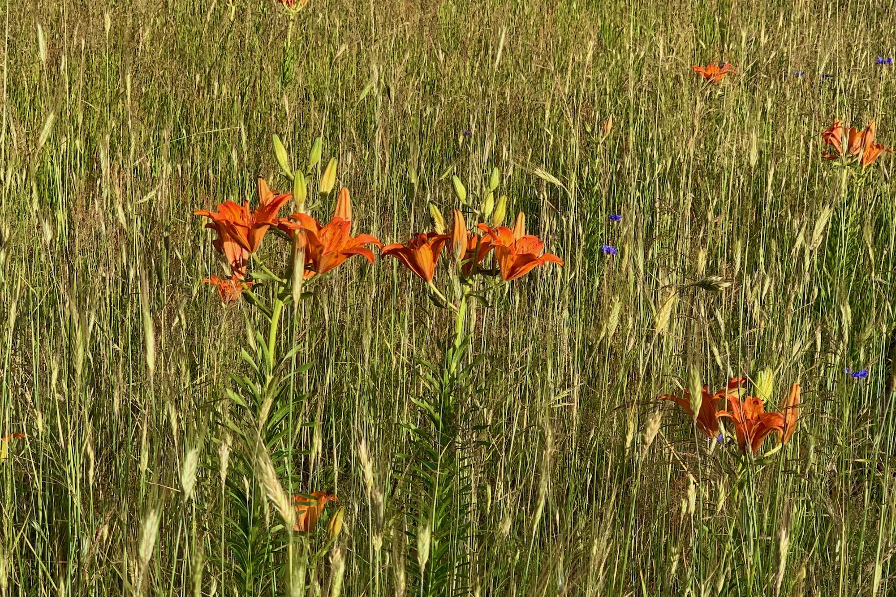Orangefarbene Blüten von Feuerlilien zwischen Roggenähren in einem Feld