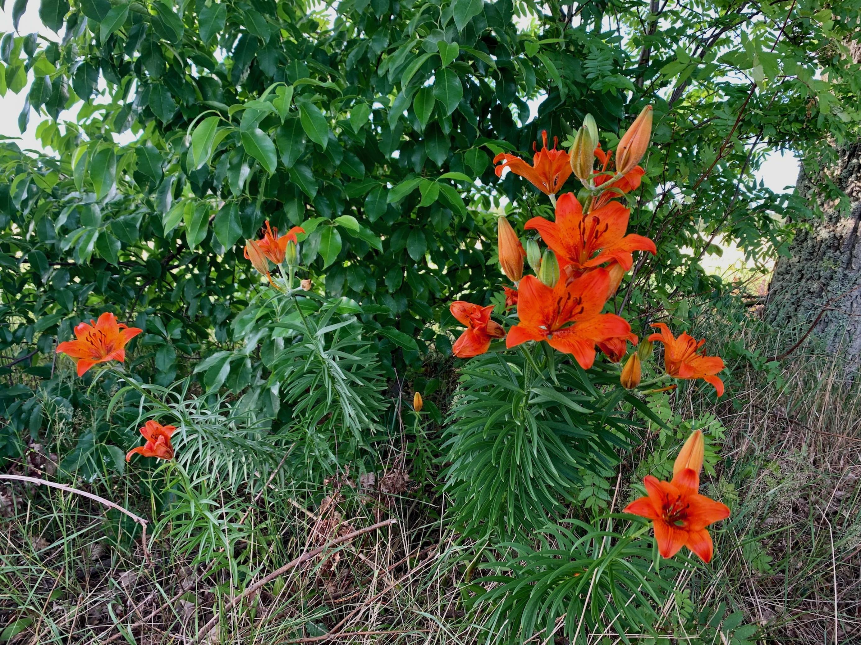 Sternförmige Blüten an aufrechten Stängeln, dahinter das Laub eines Buschs, 
