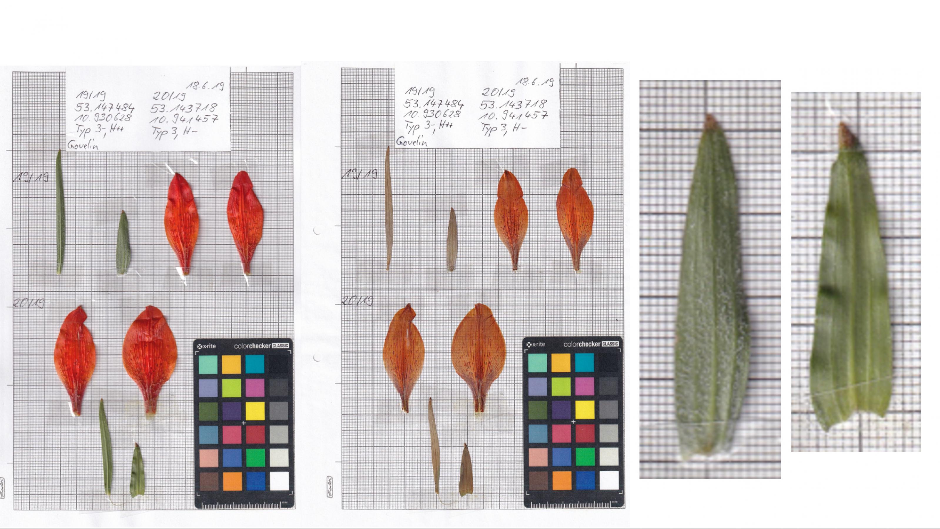 Orangefarbene Blütenblätter und schmale grüne Stängelblätter, auf Millimeterpapier aufgeklebt und mit Angaben zum Fundort beschriftet